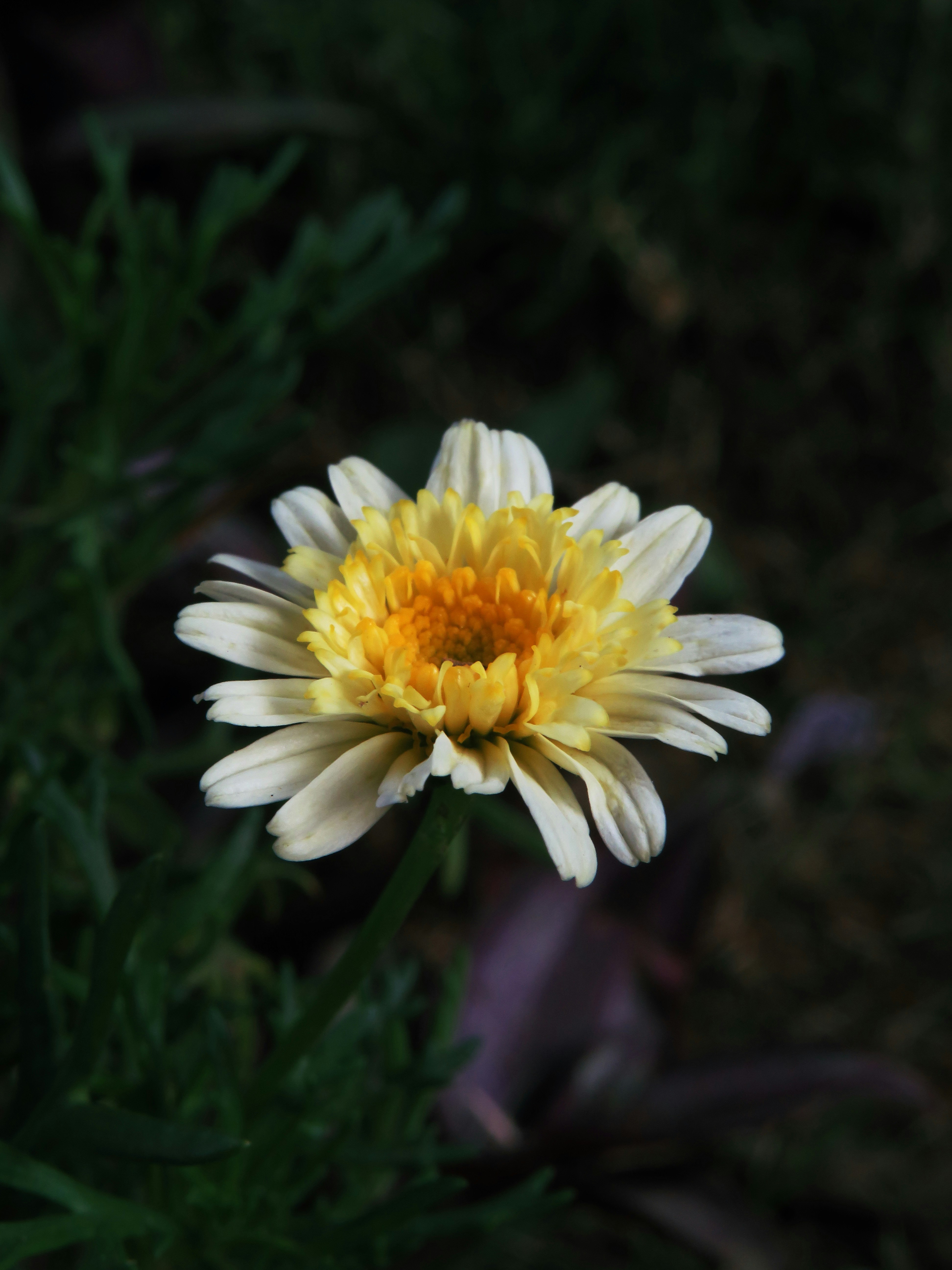 Photo by alphontrio