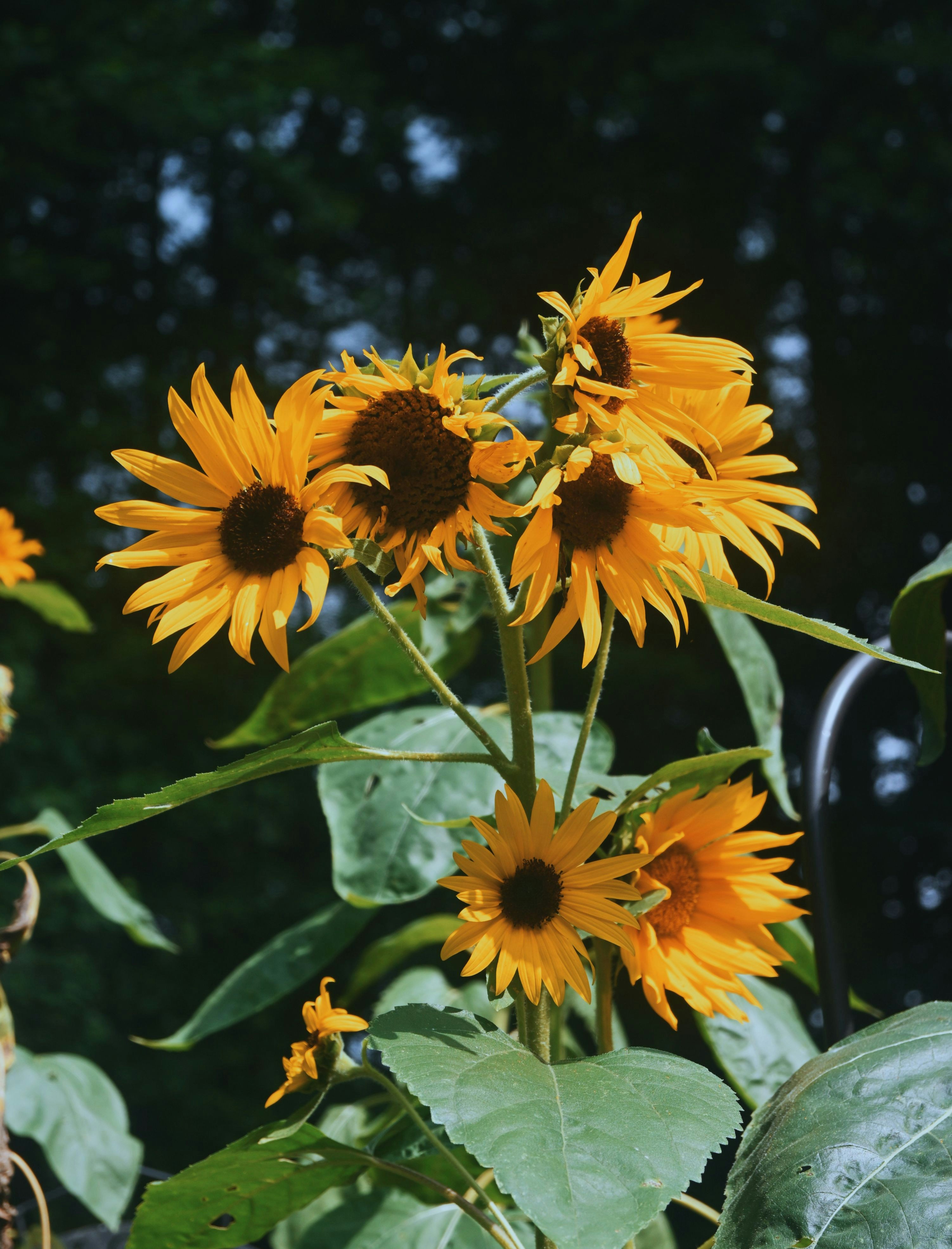 Several vibrant sunflowers with yellow petals and dark centers