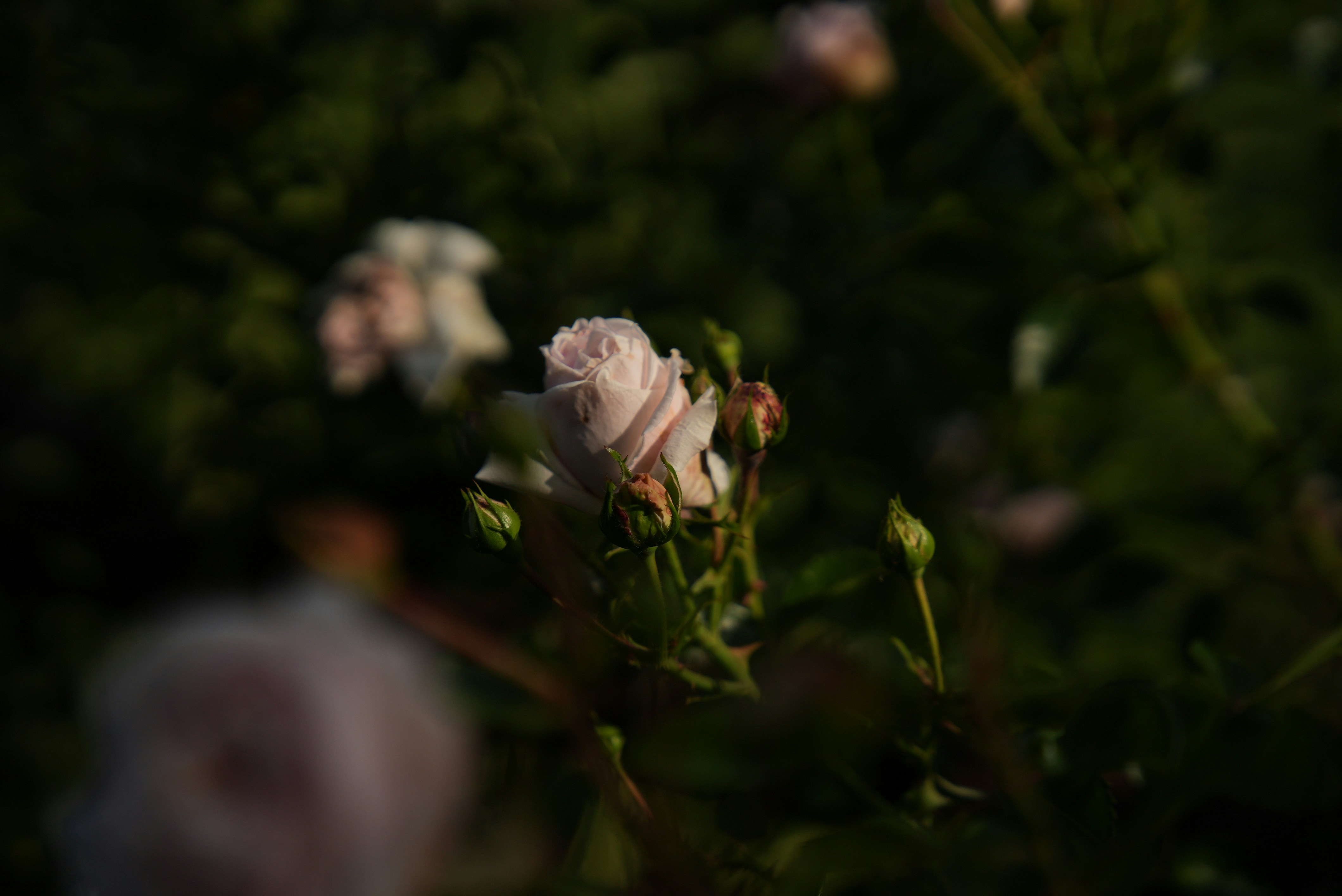 Photo by sofia_induct