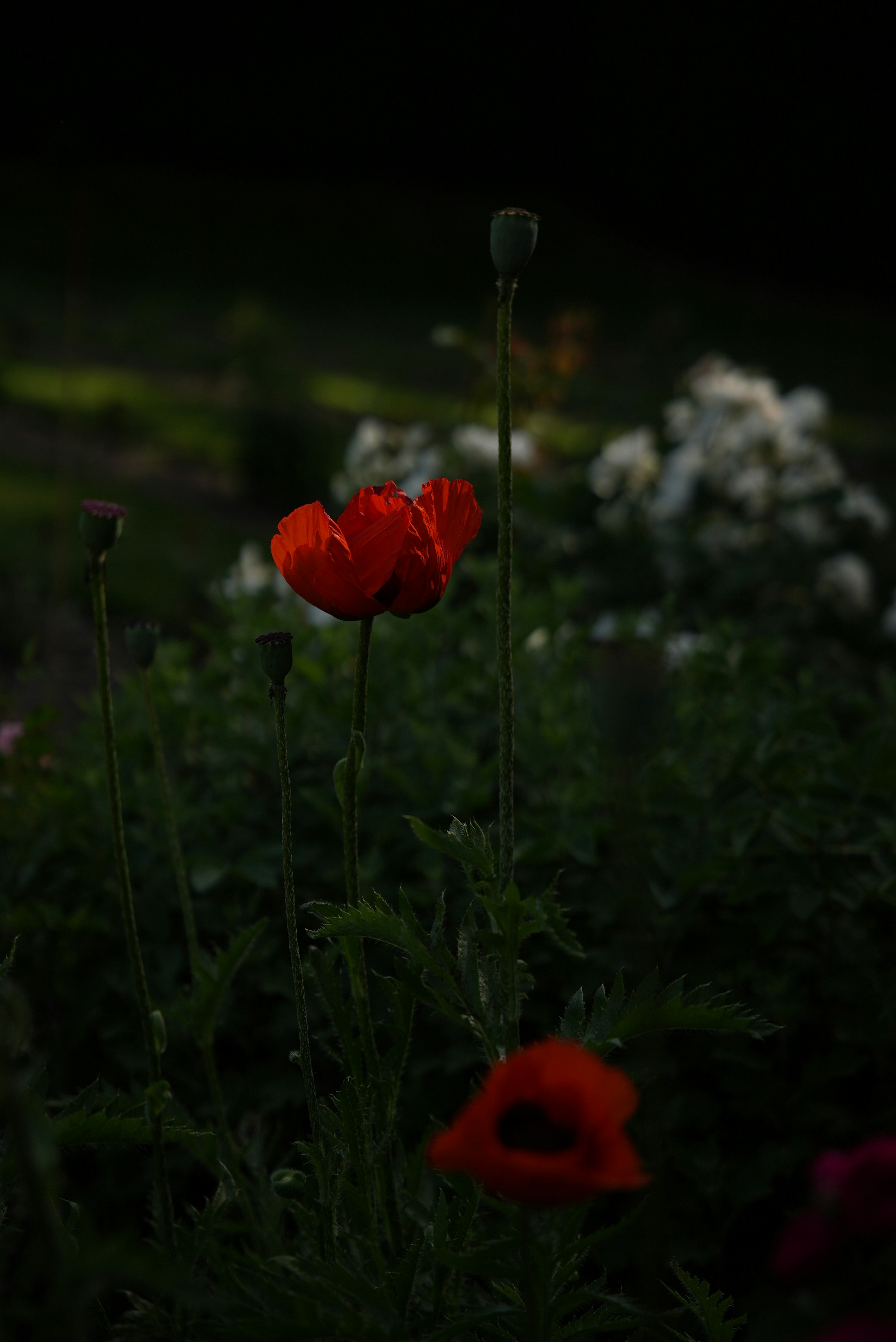 Photo by sofia_induct