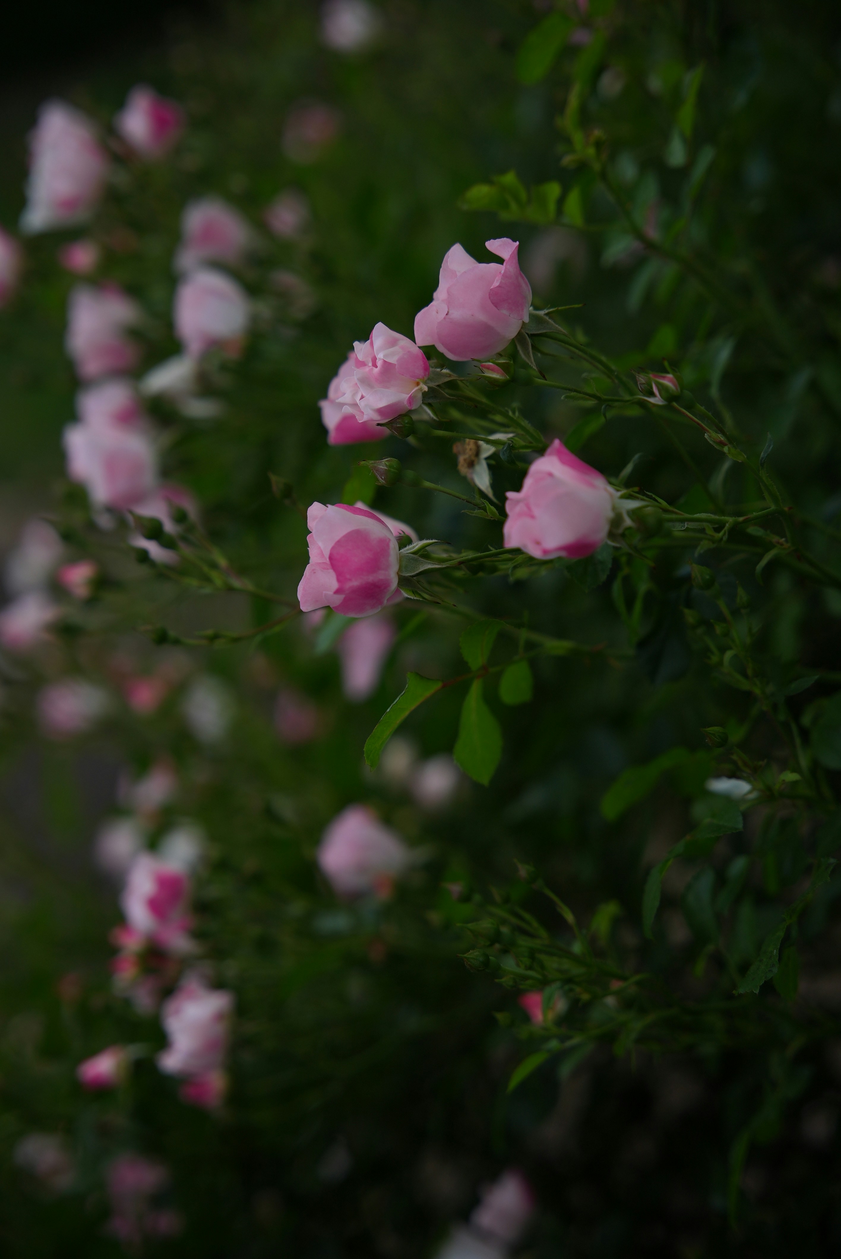 Photo by sofia_induct