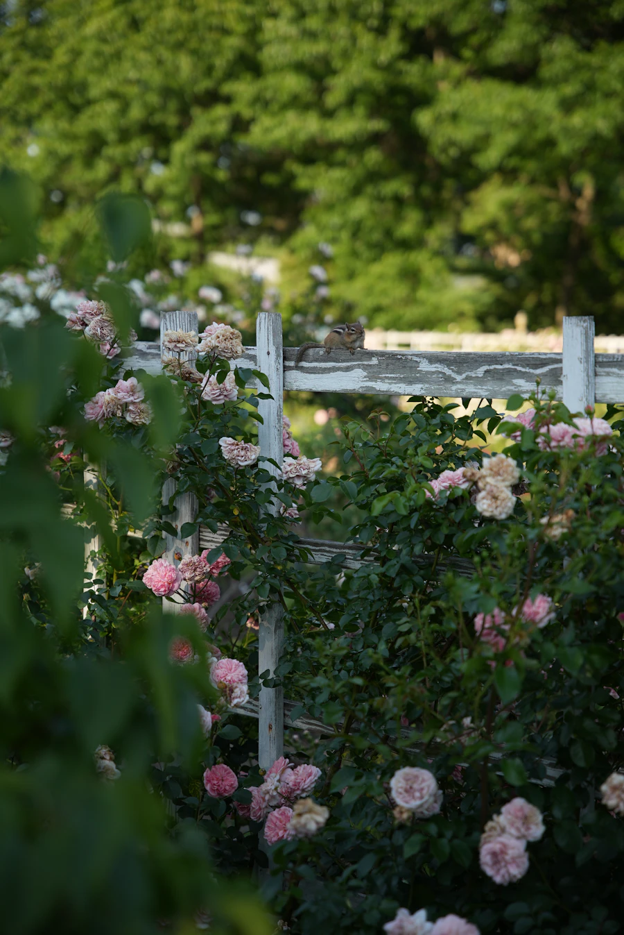 Rosiers grimpants sur une clôture