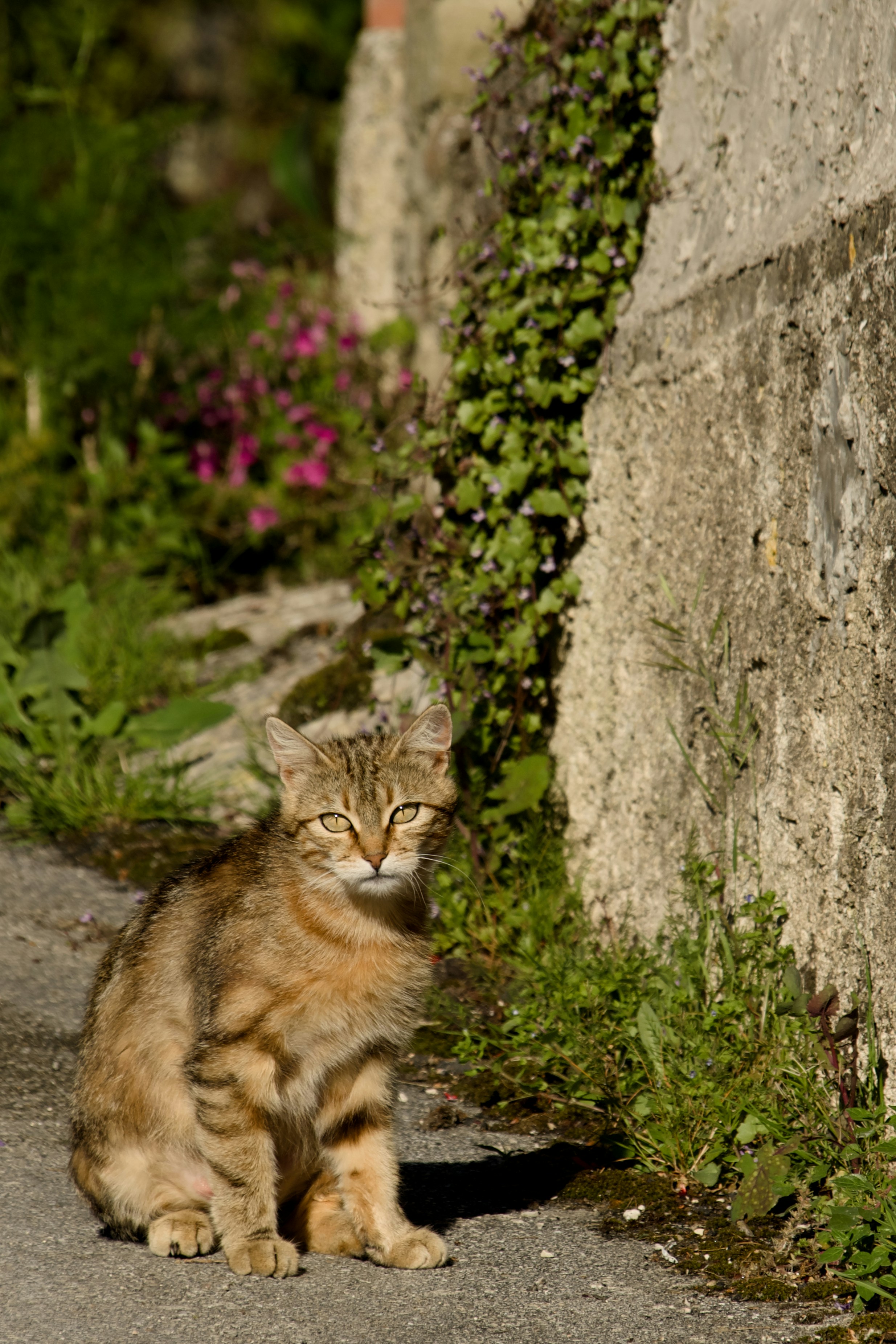 Un chat tigré brun assis sur un chemin.