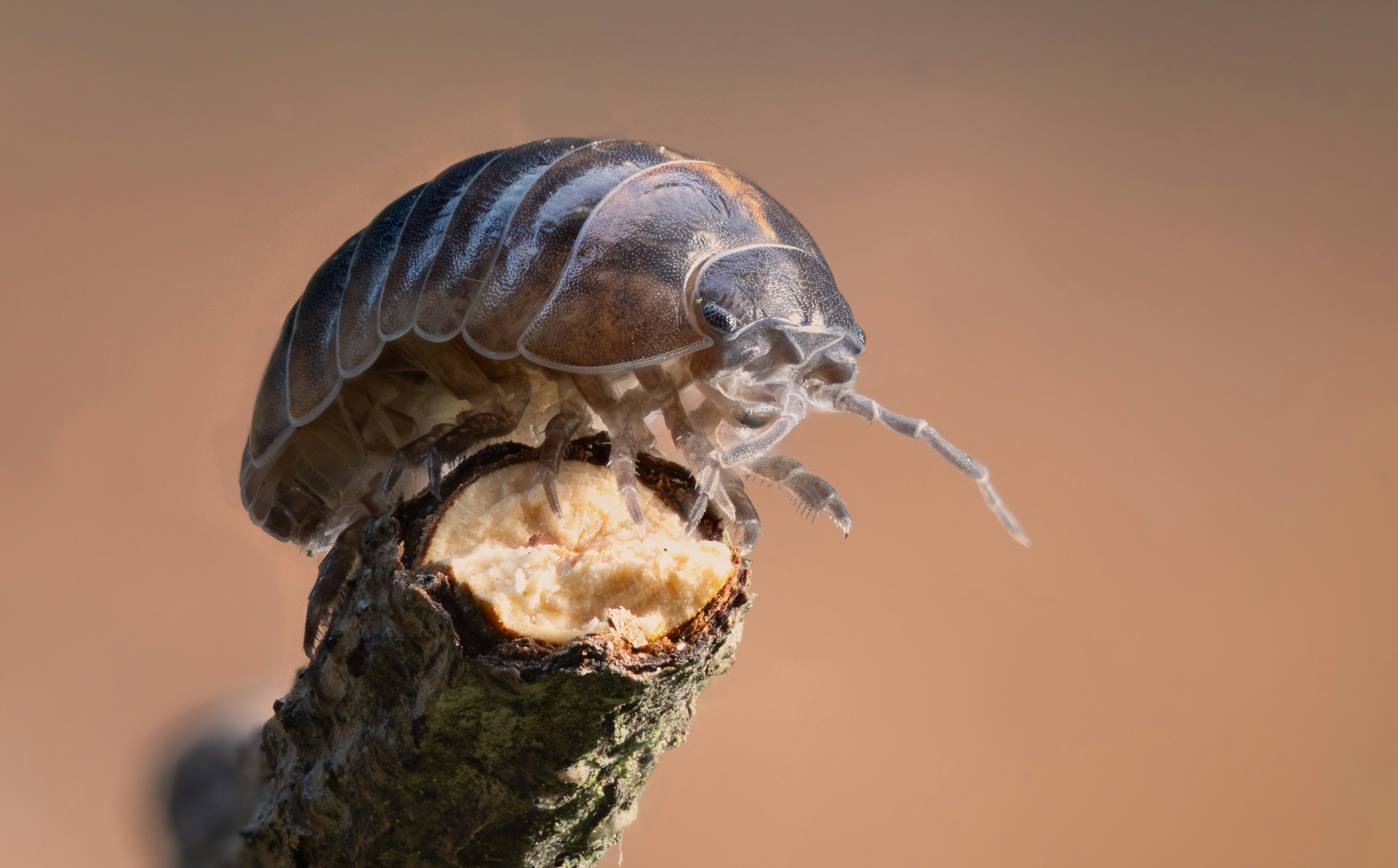 Isopod Keeping