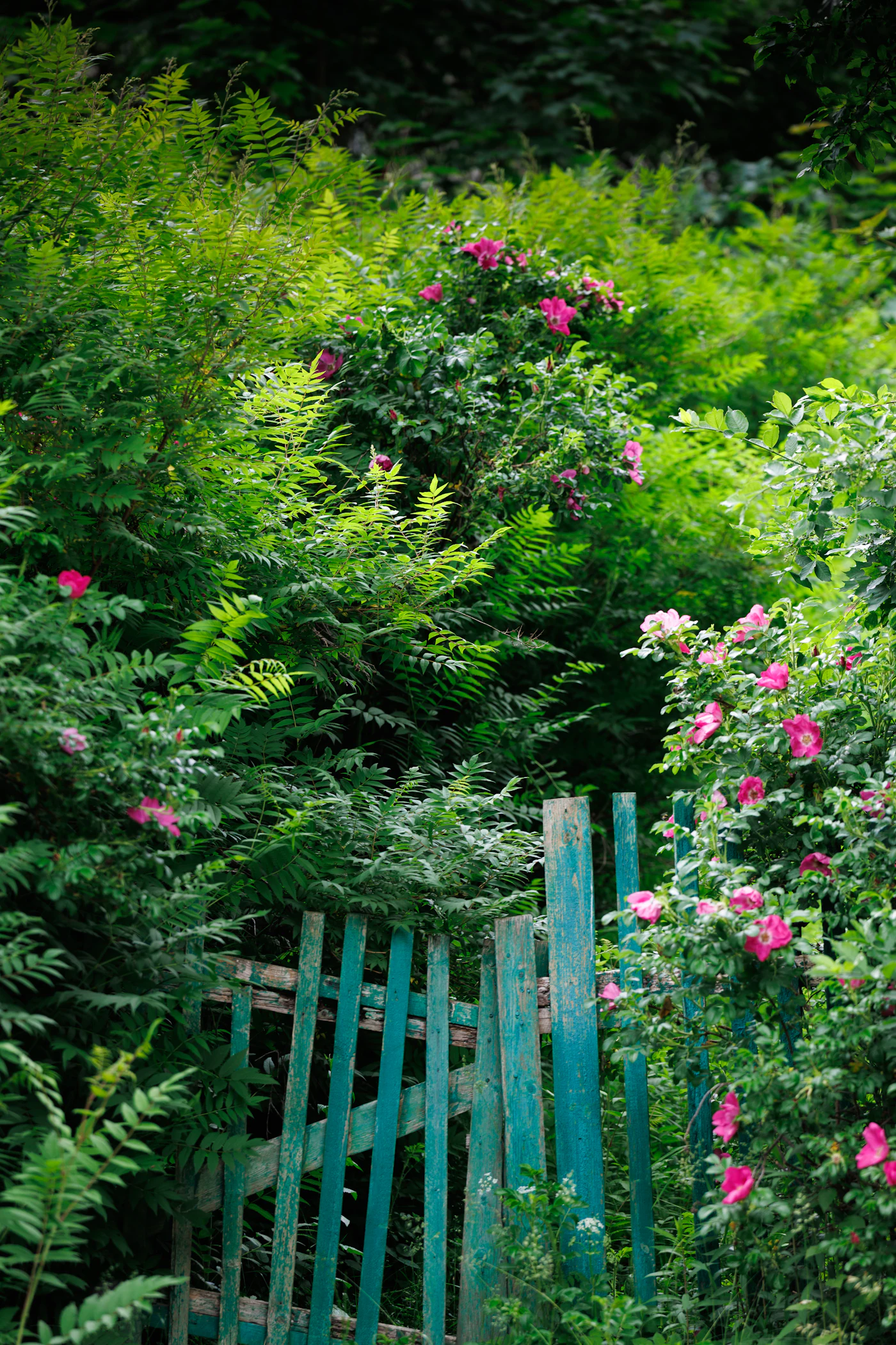 A garden gate half swallowed by unchecked growth after a season without maintenance.