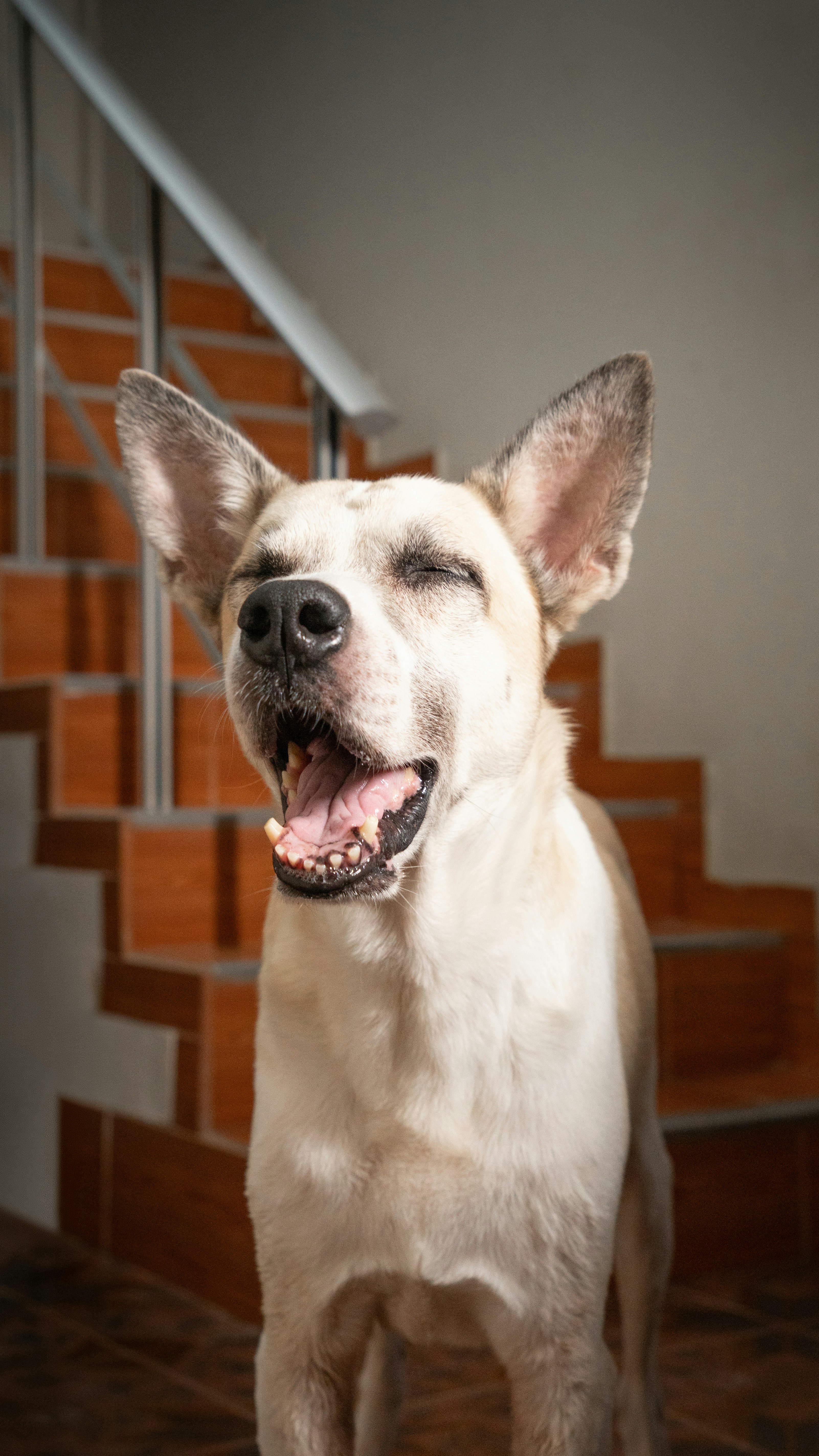 A dog yawning with eyes closed near a wooden staircase.