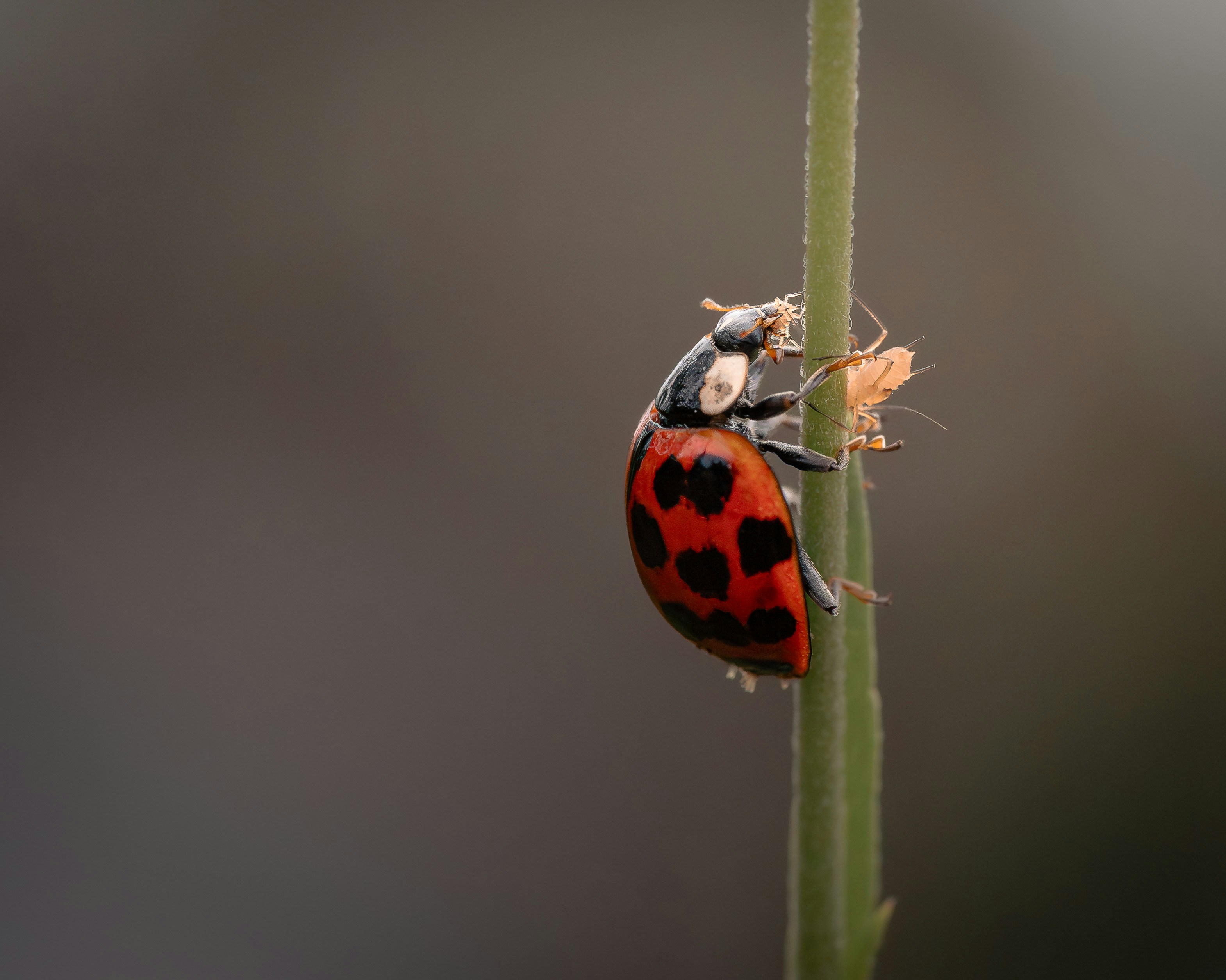 Photo by dkoplyk