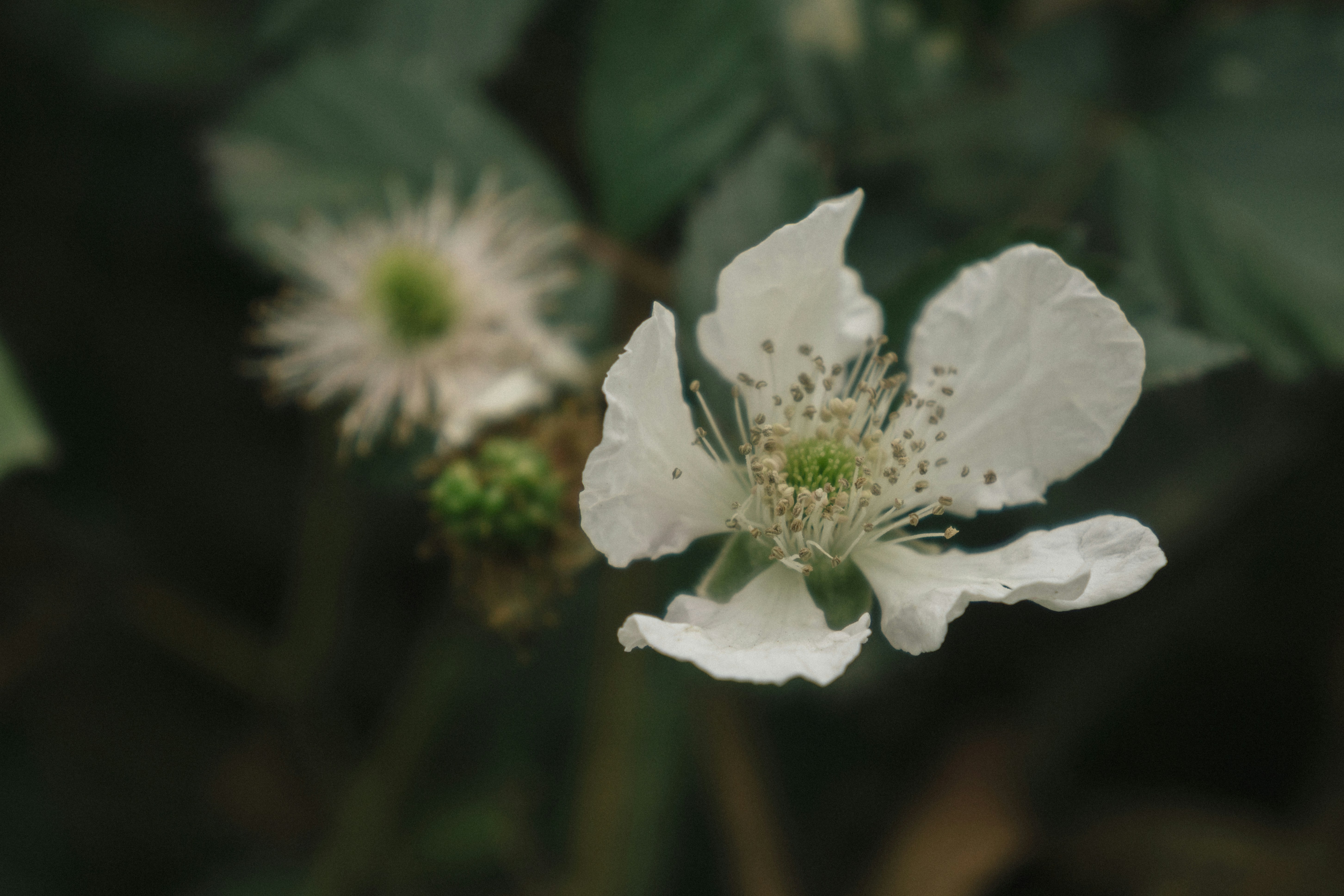 Photo by damallanthy
