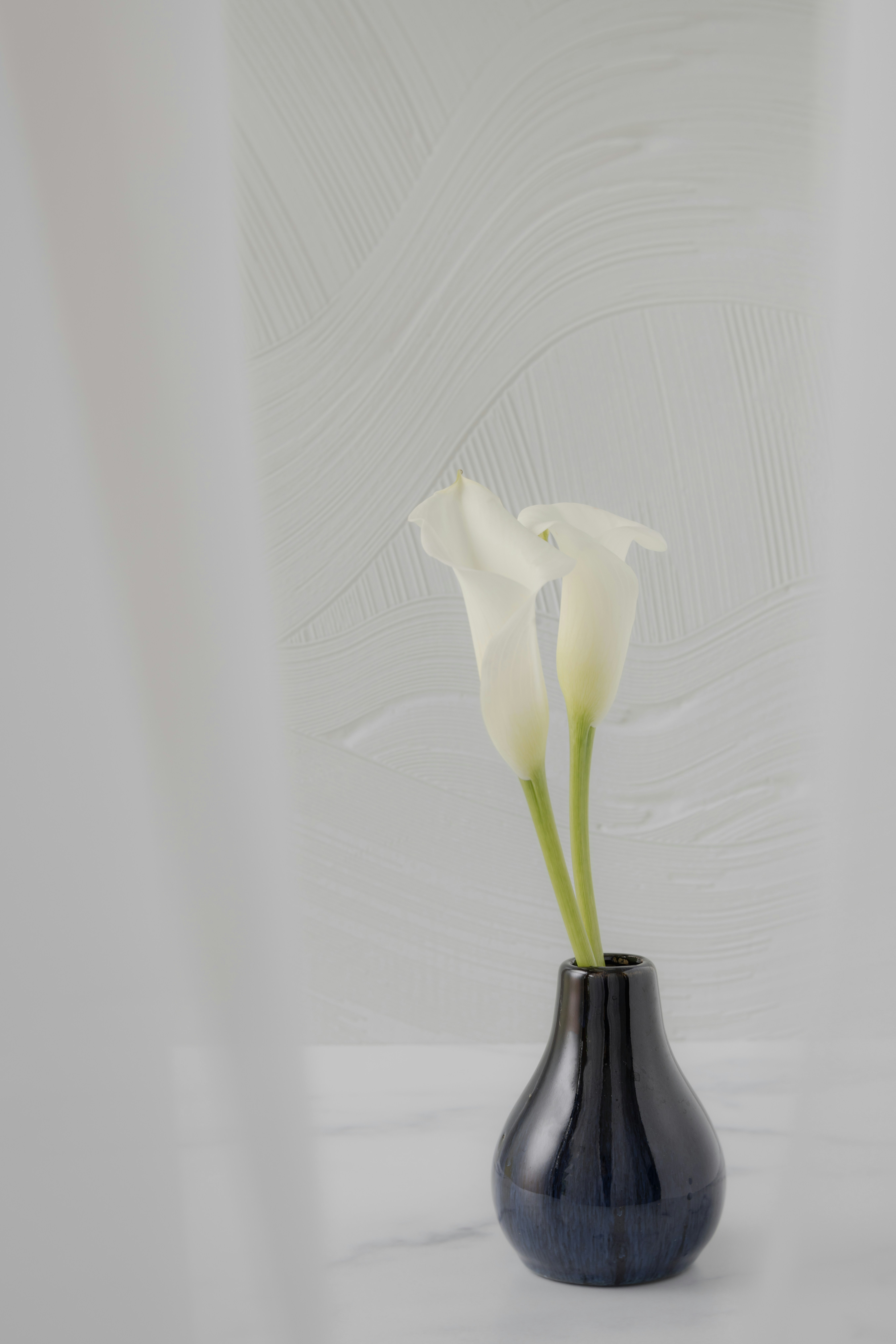 Two white calla lilies in a dark blue vase.