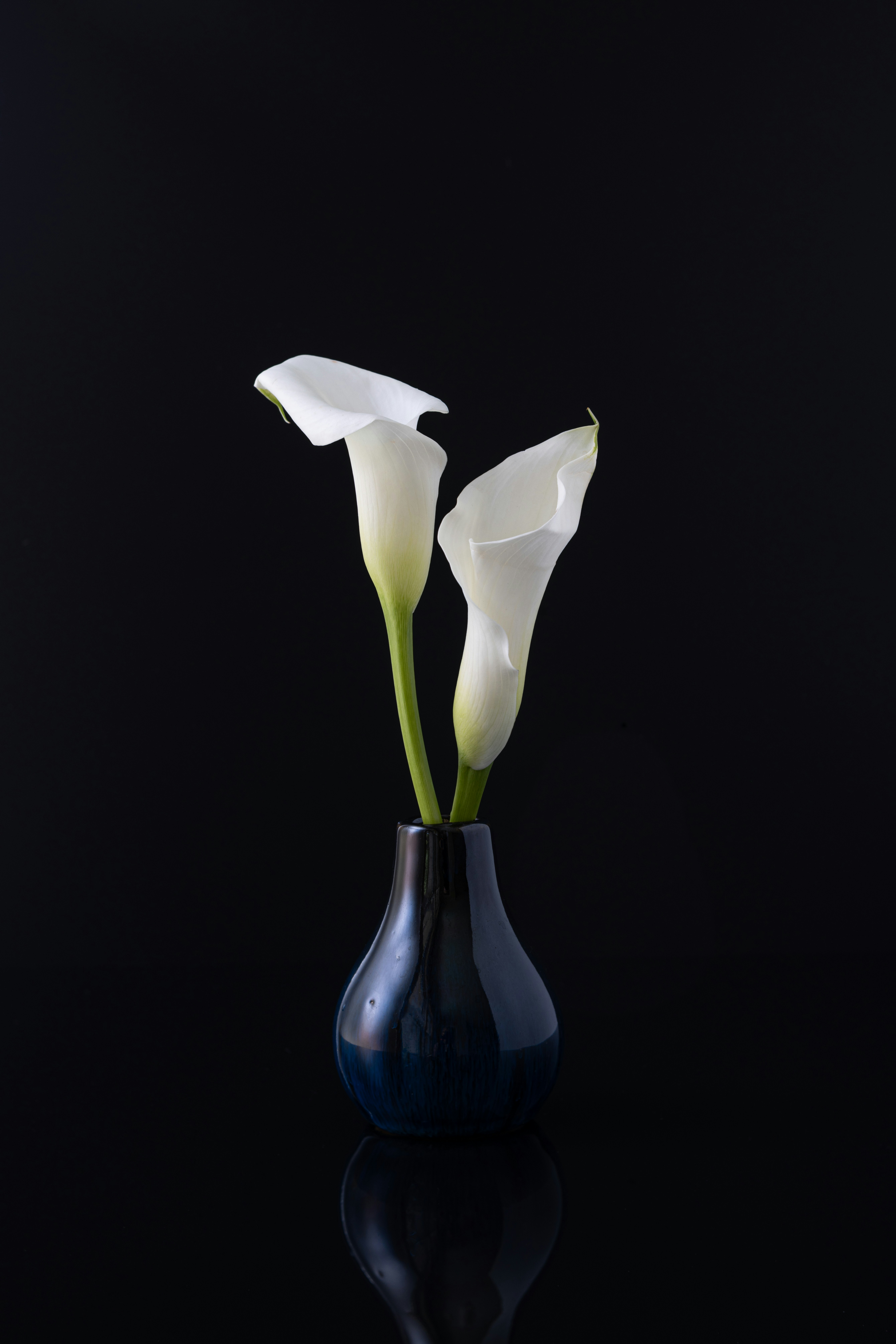 Two white calla lilies in a dark vase on black.