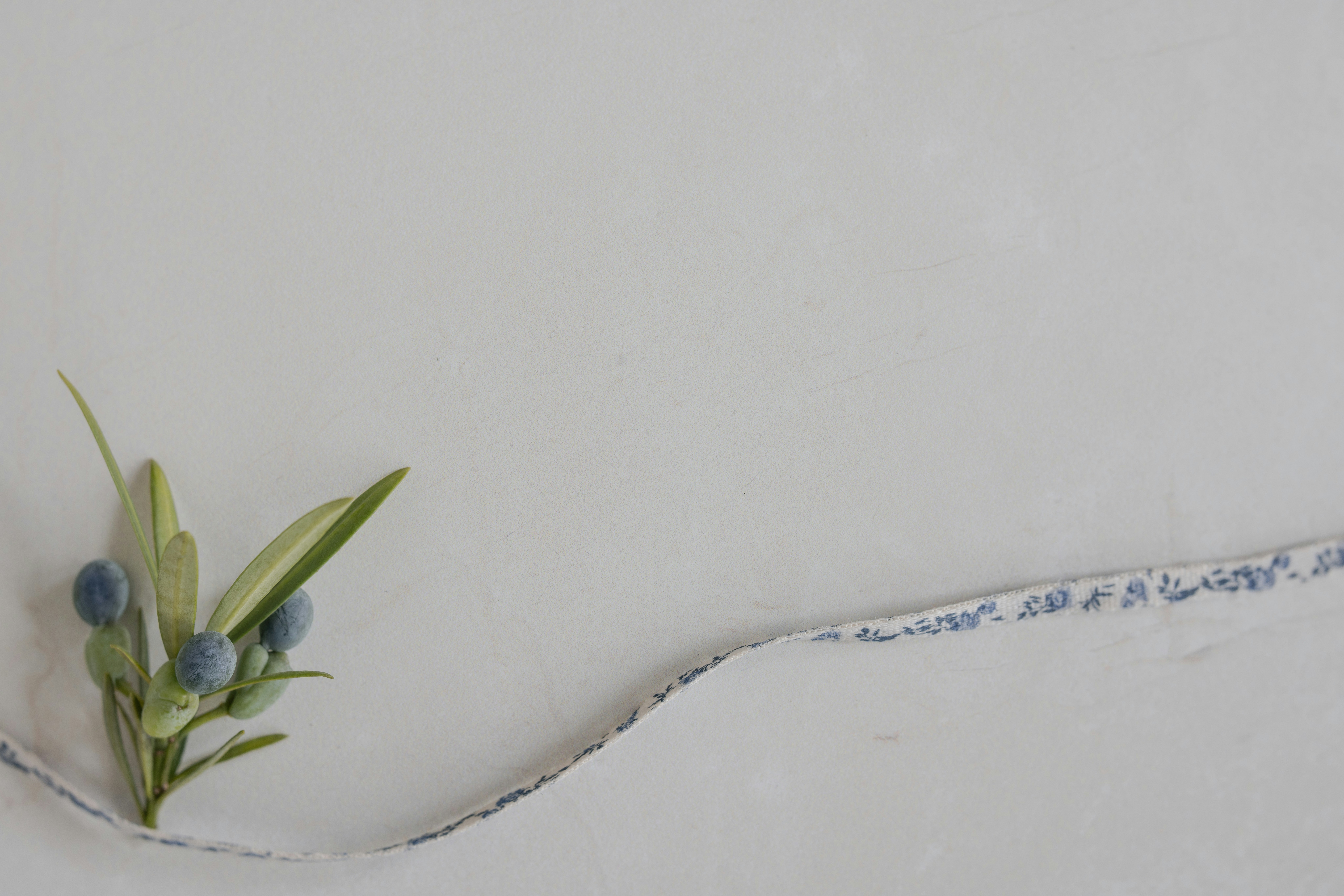 Olive branch with blue olives and a decorative wavy line.