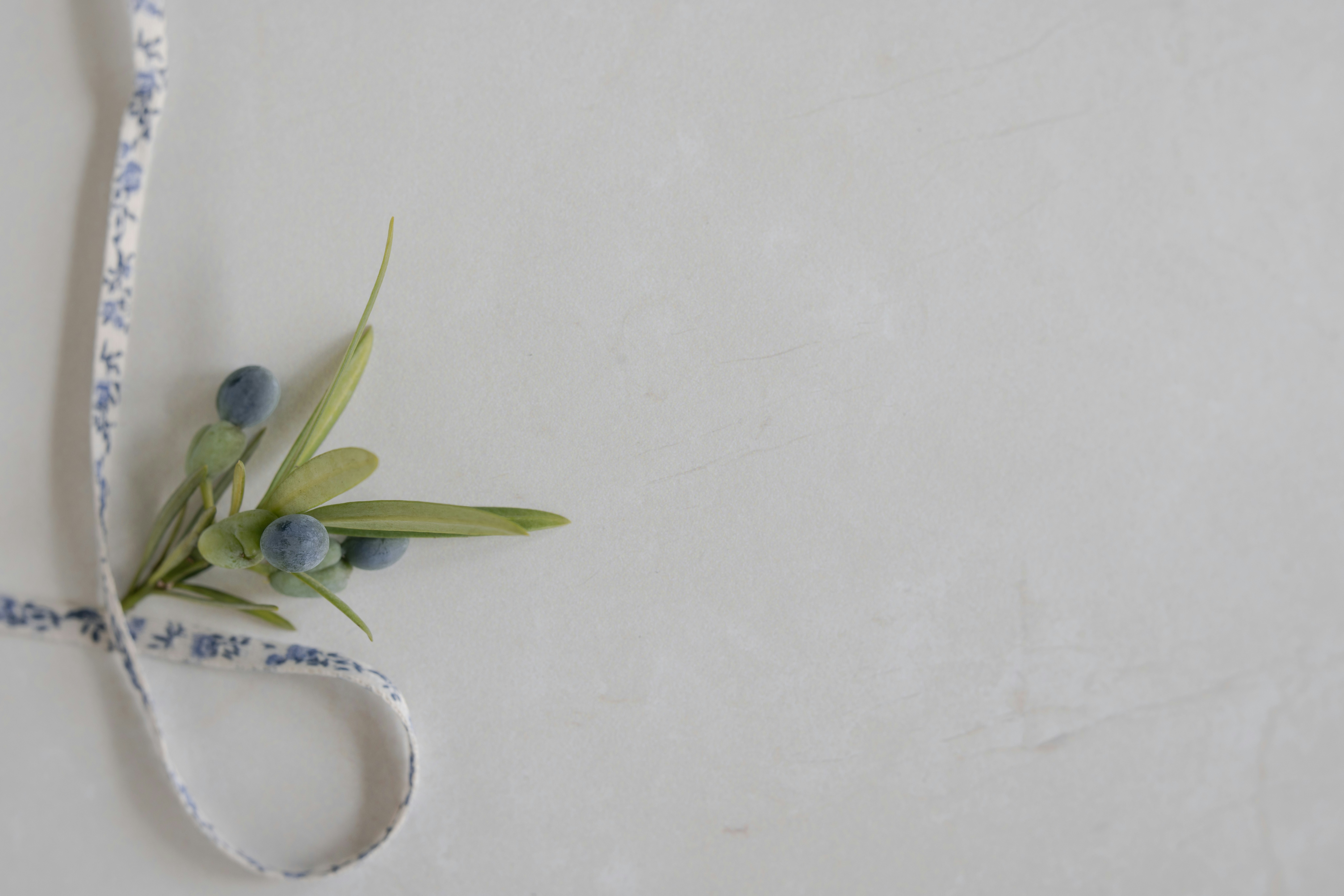 Olive sprig with blue olives and patterned ribbon on white.