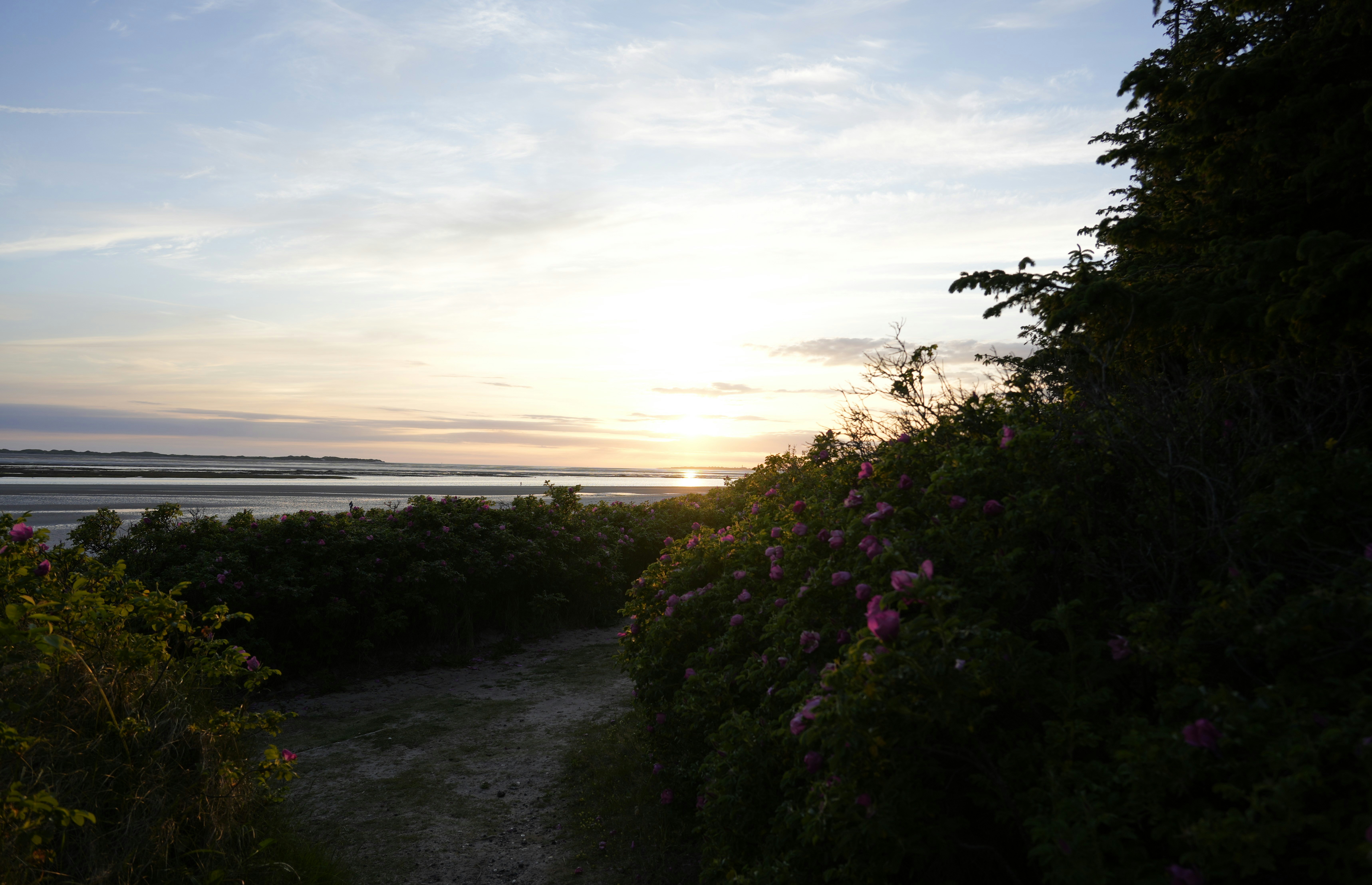 Sunset over a calm ocean with lush green bushes.