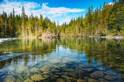 Serene forest river with clear water and visible rocks