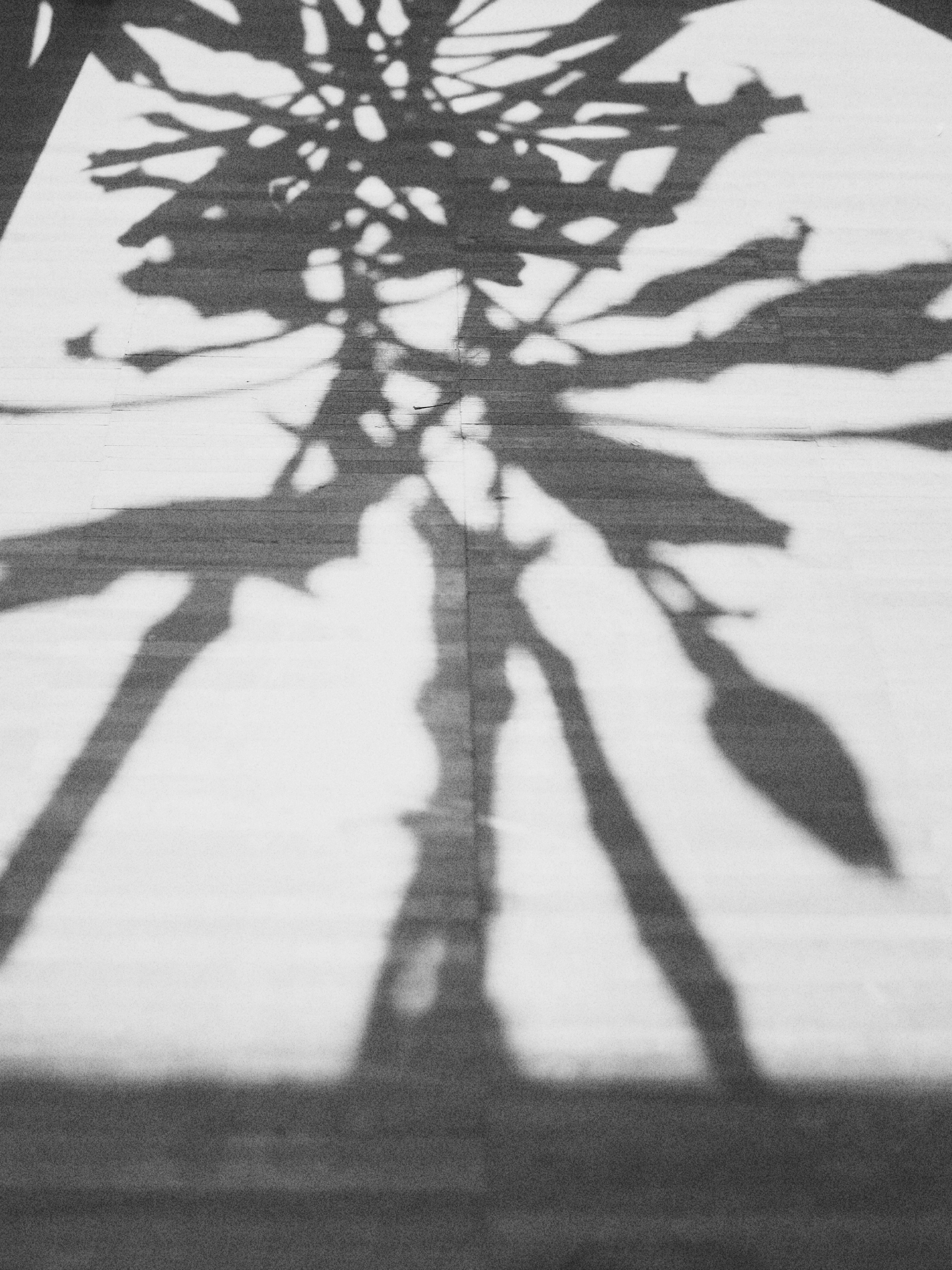shadows - 相关推荐