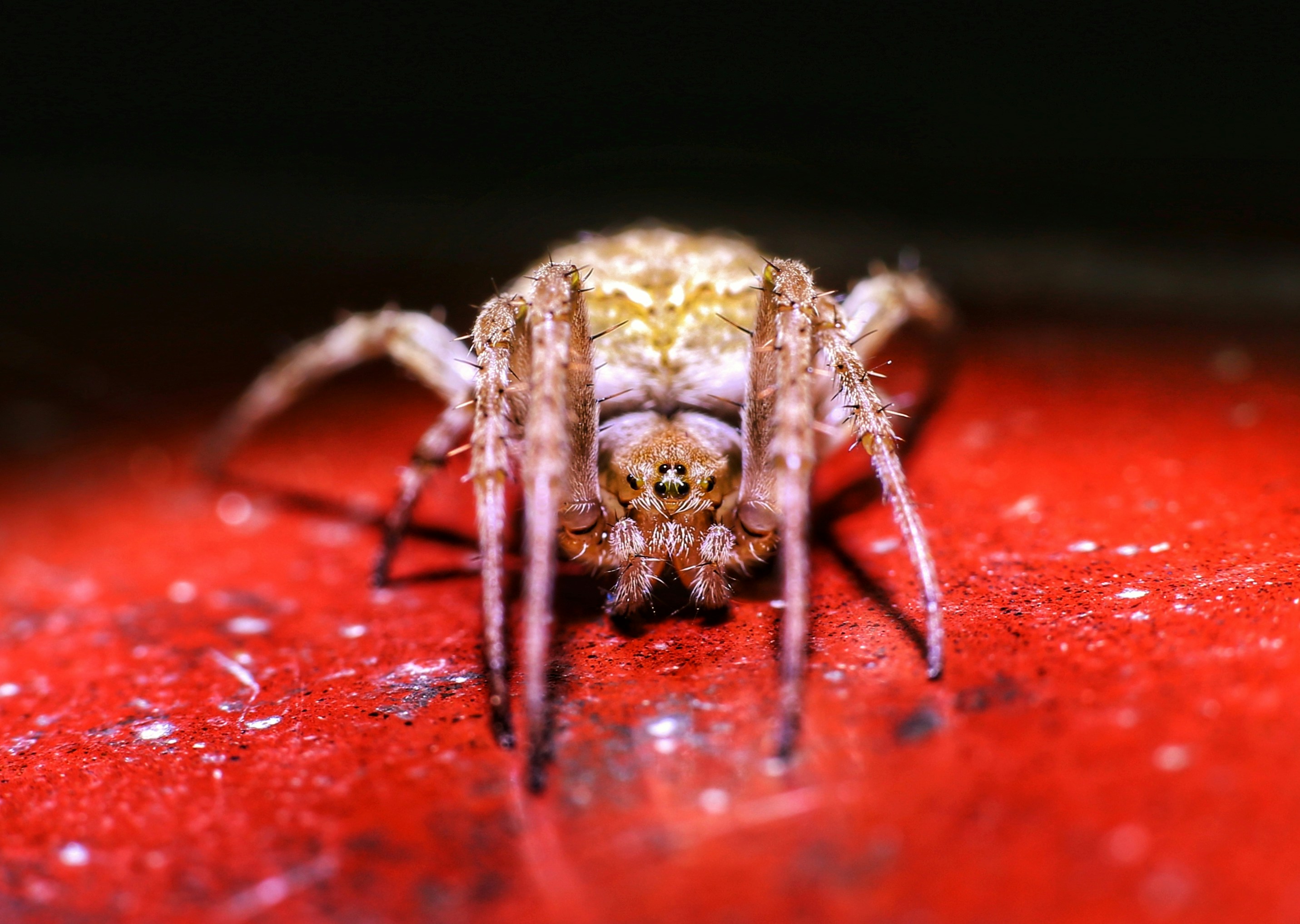 Une araignée brun clair sur une surface rouge texturée.