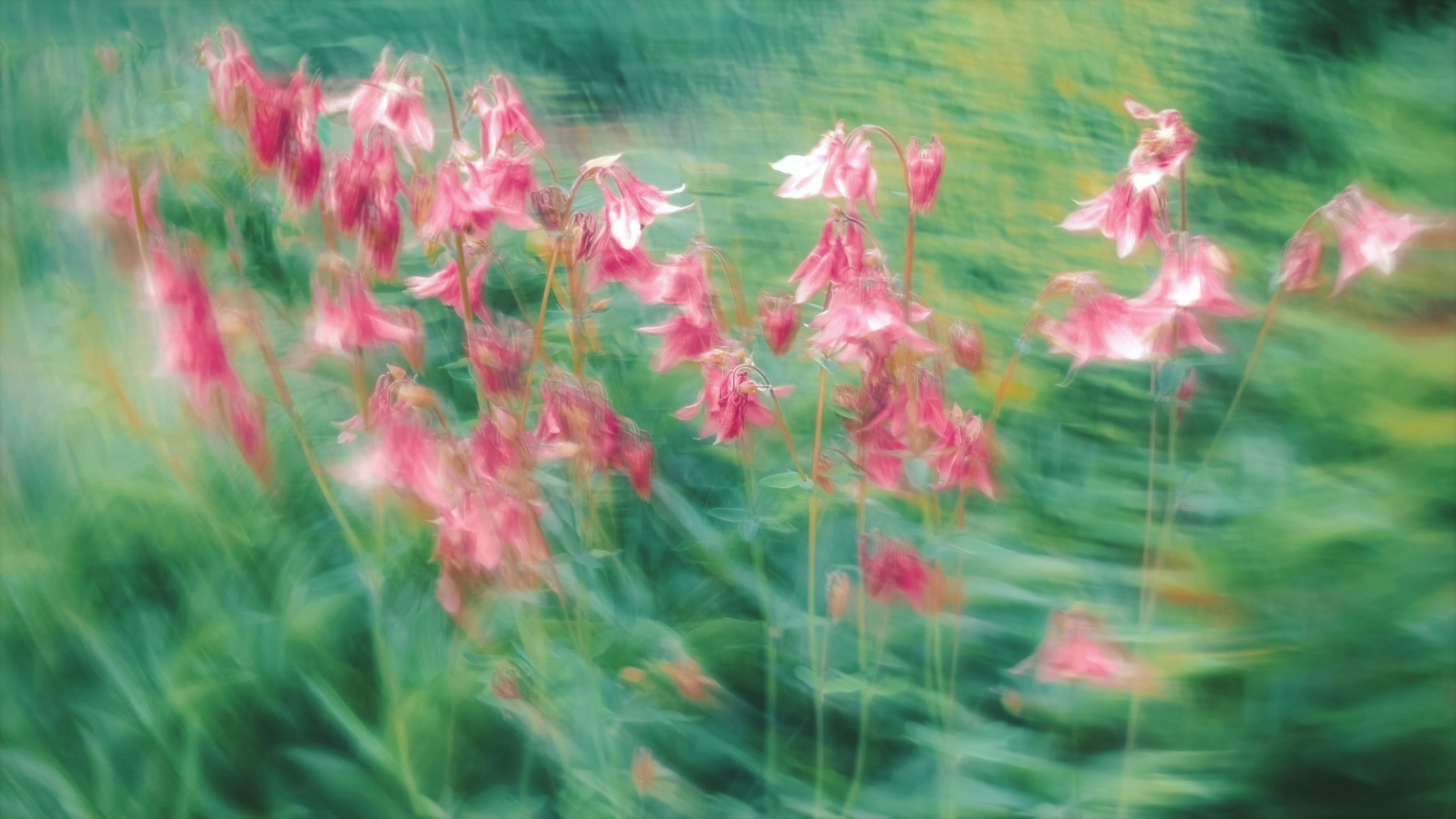 緑の抽象的な背景にぼやけたピンクの花。の写真 – Unsplashの花の無料画像
