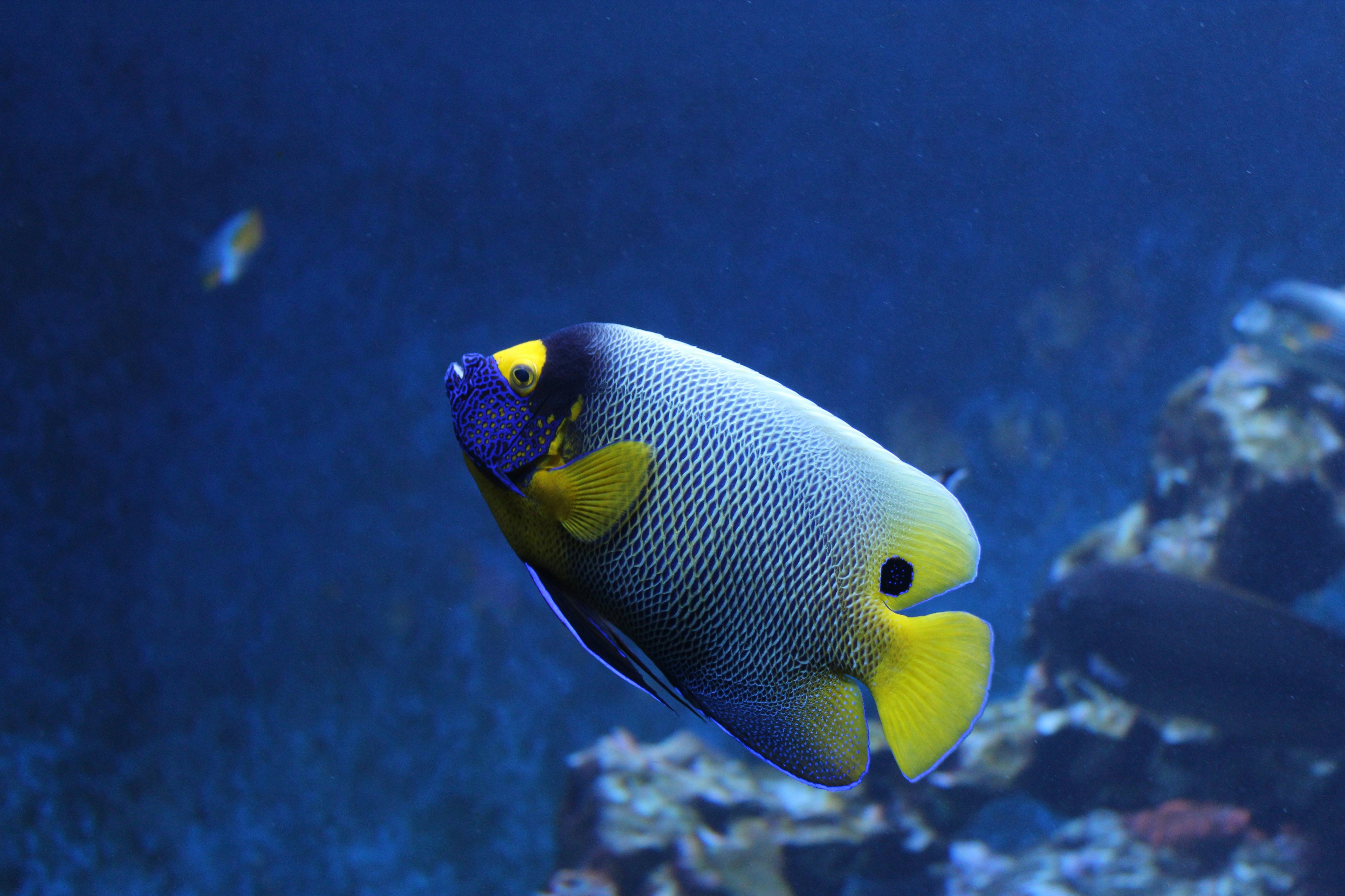 Angelfish berwarna-warni berenang di air biru dekat karang.