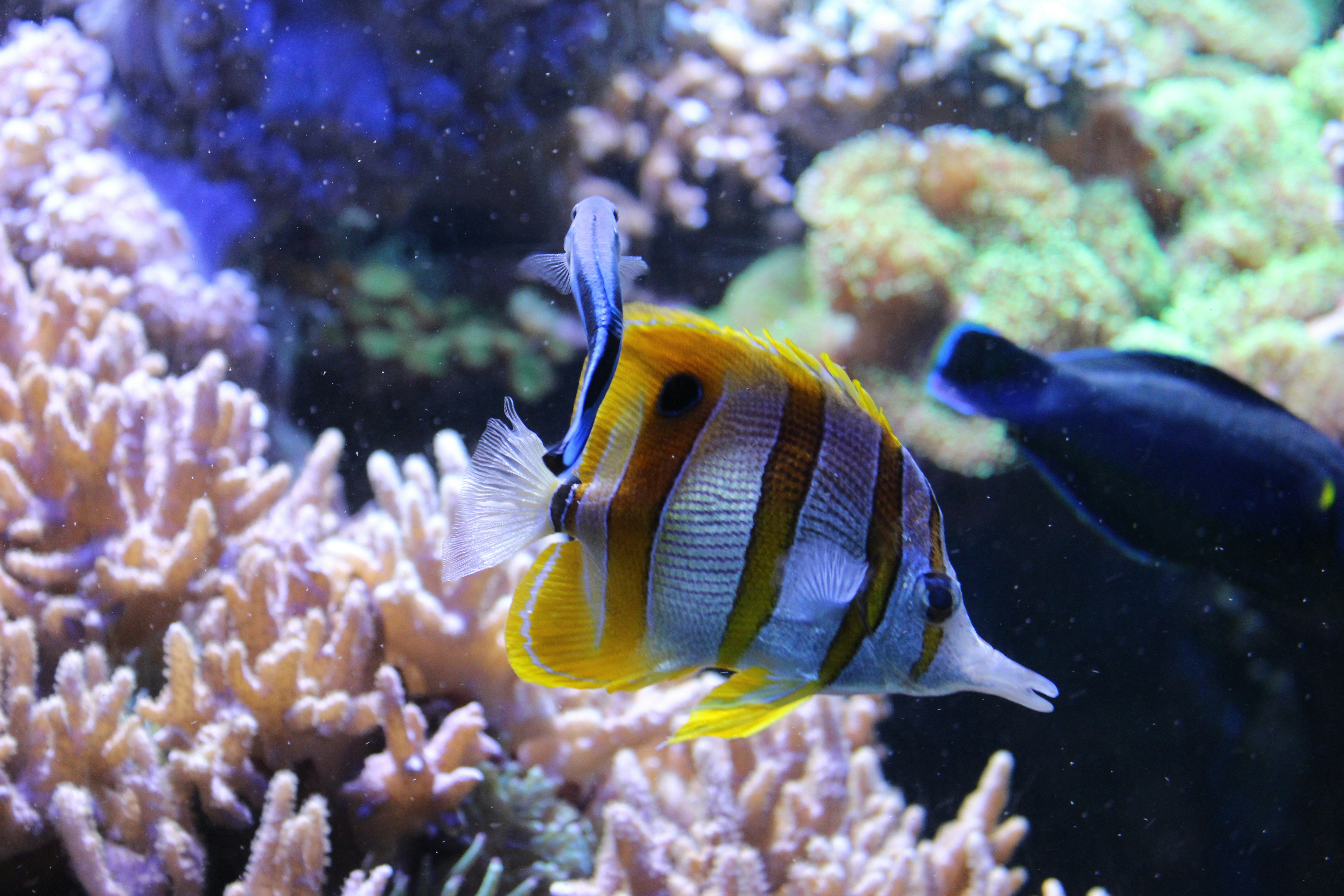 Ikan bergaris berwarna-warni di akuarium terumbu karang yang semarak.