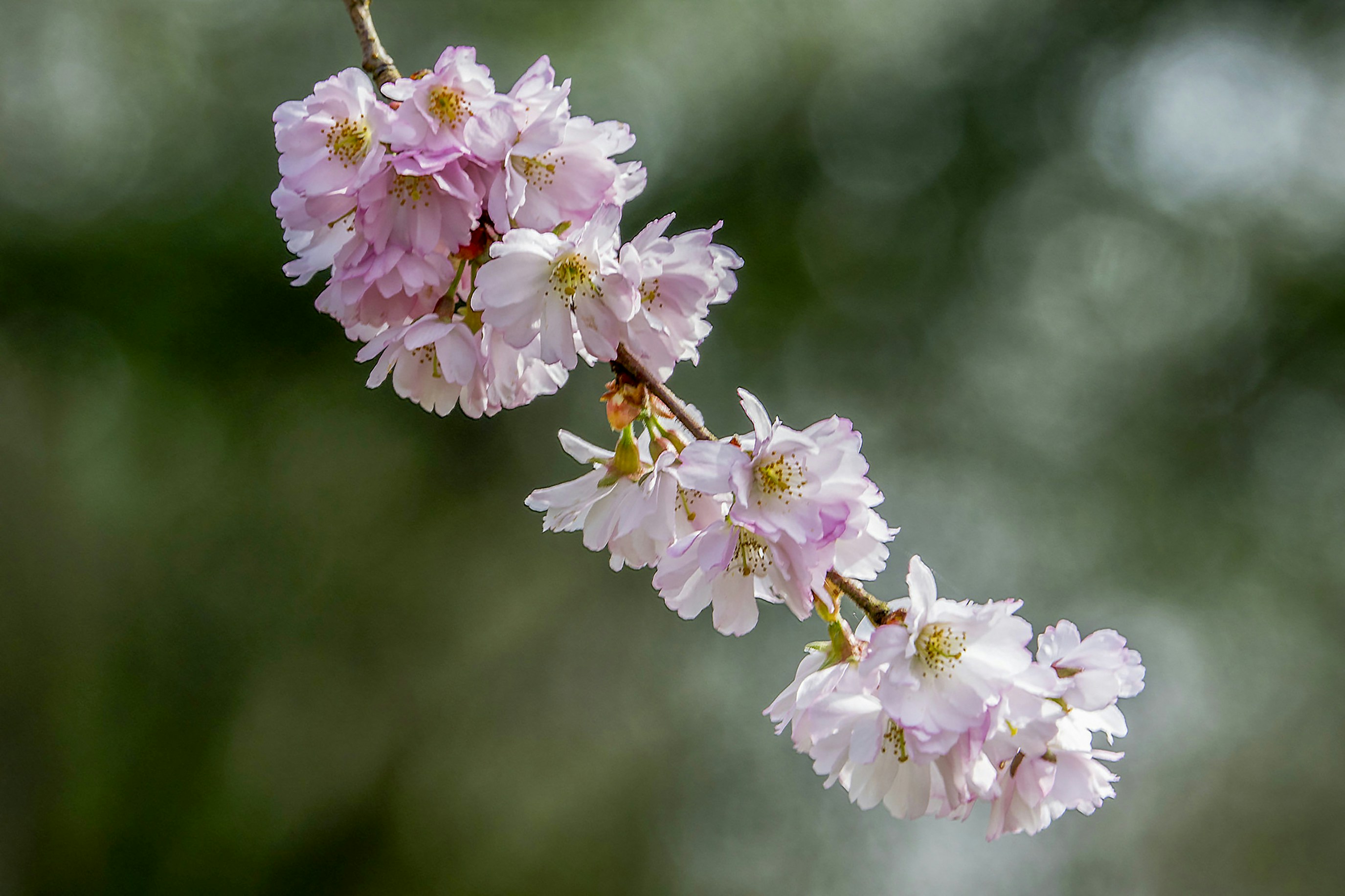 Photo by wietsej