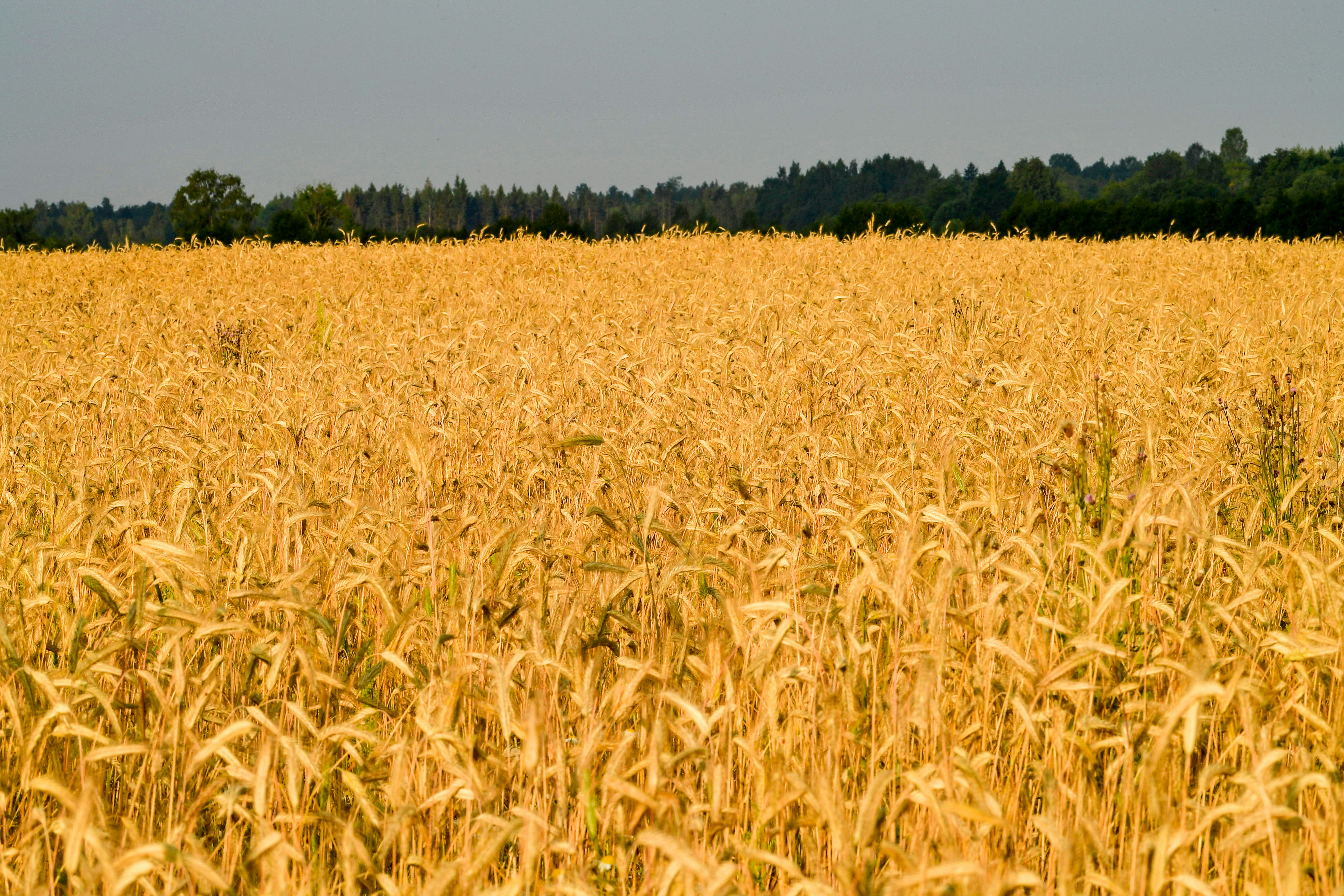 Golden wheat field stretching to a distant treeline.