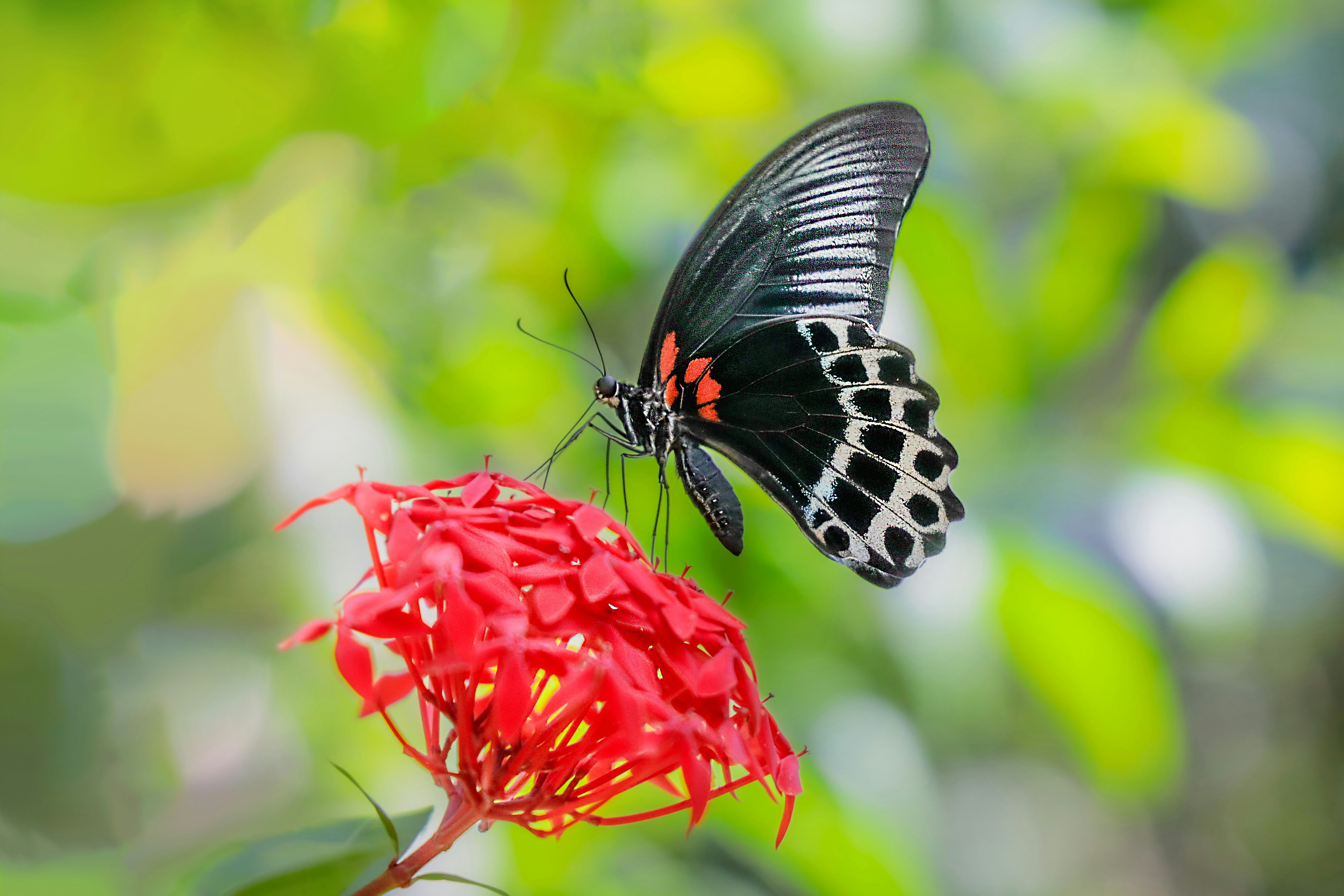 Photo by saifulphoto