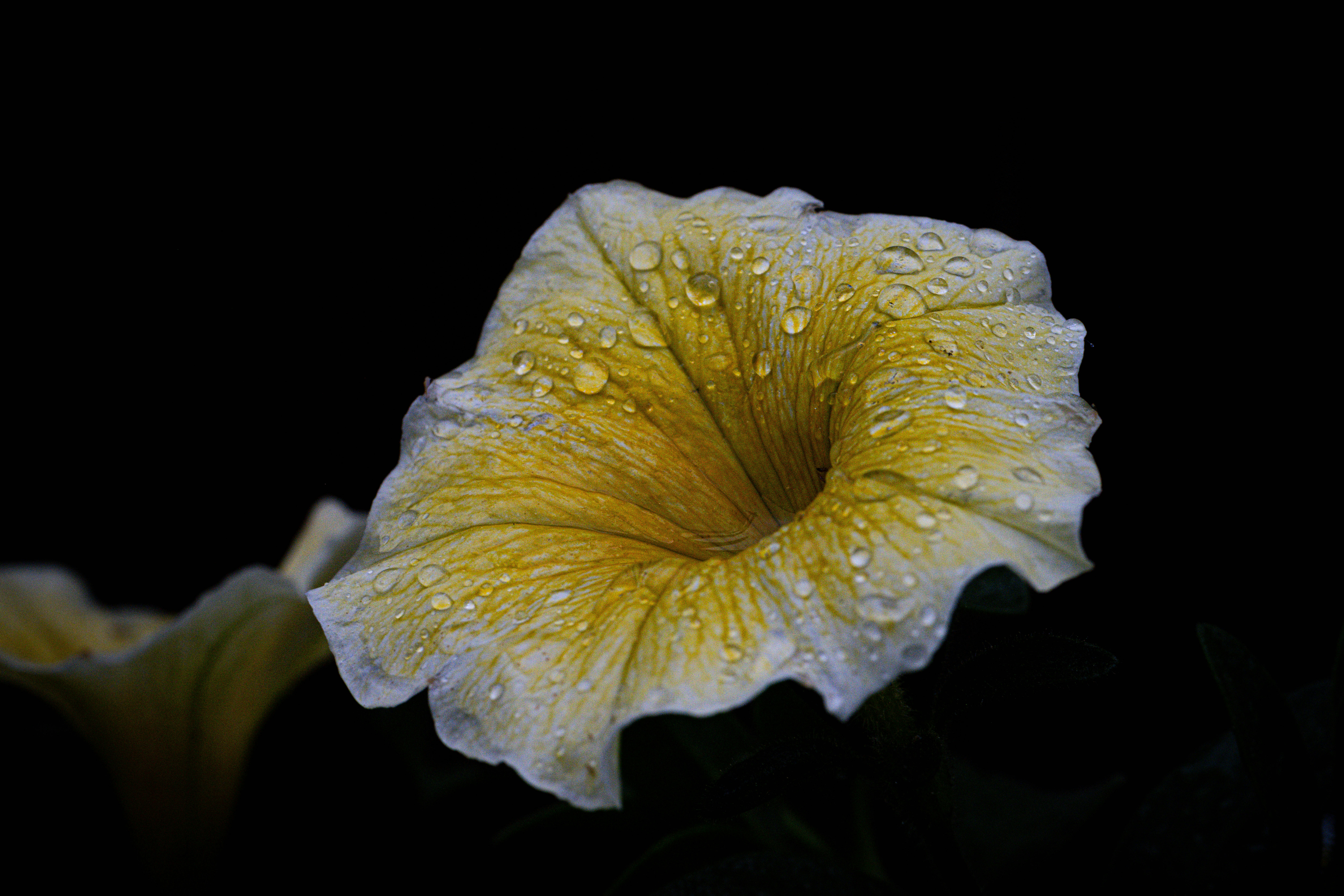 Una flor amarilla con gotas de agua sobre un fondo oscuro.