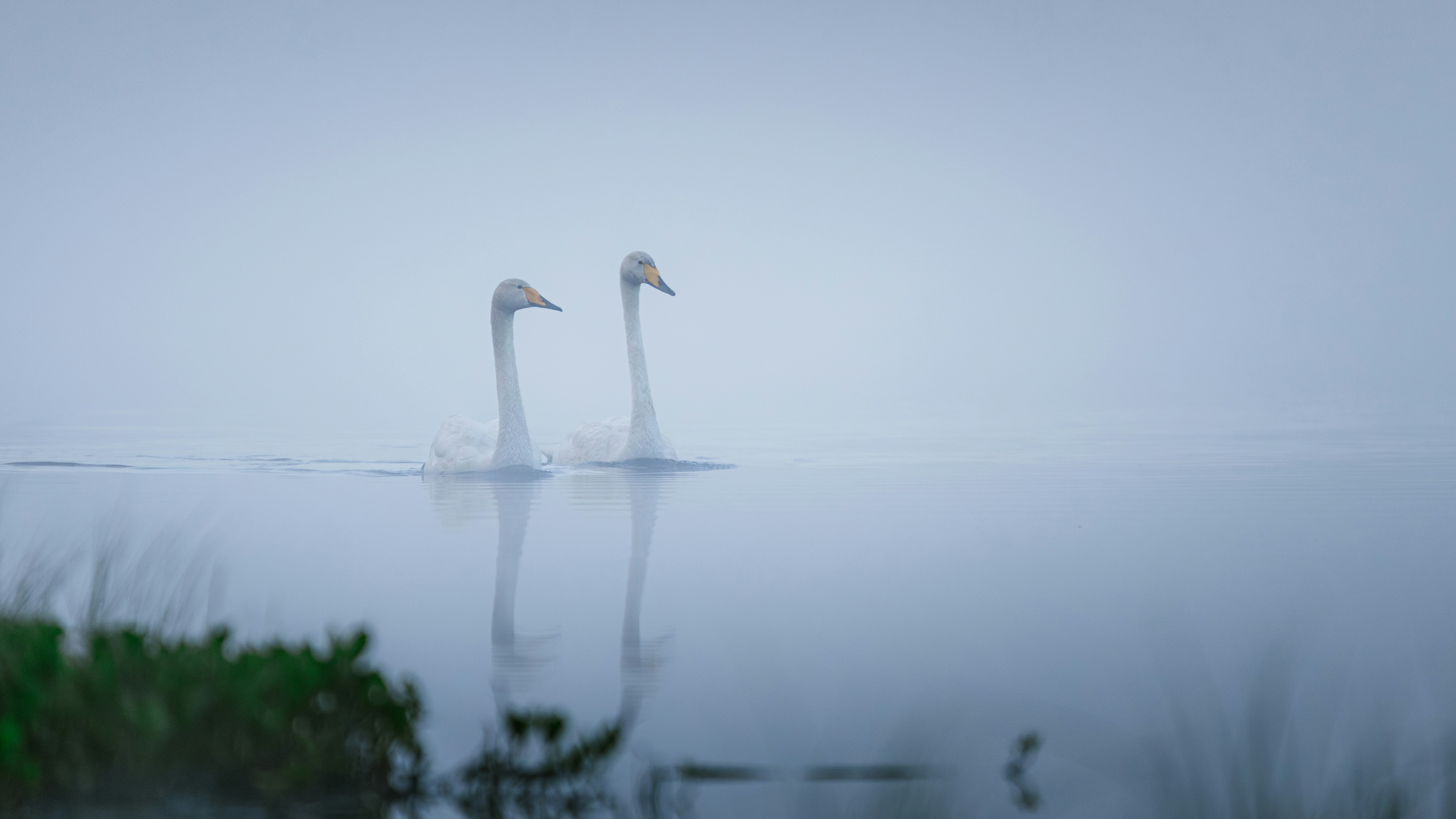 Two swans swimming on a misty, calm lake.