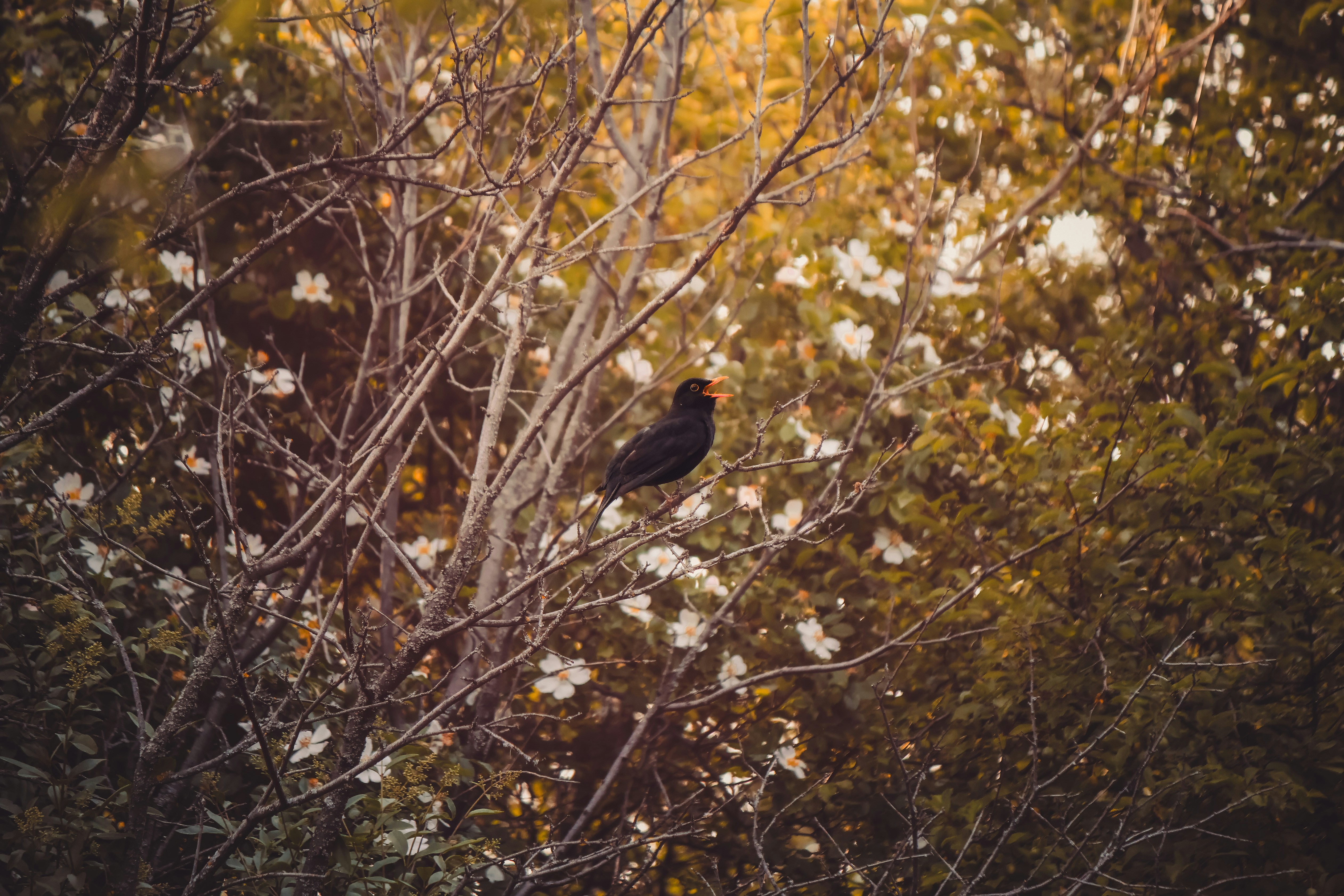 Photo by fenyfogo