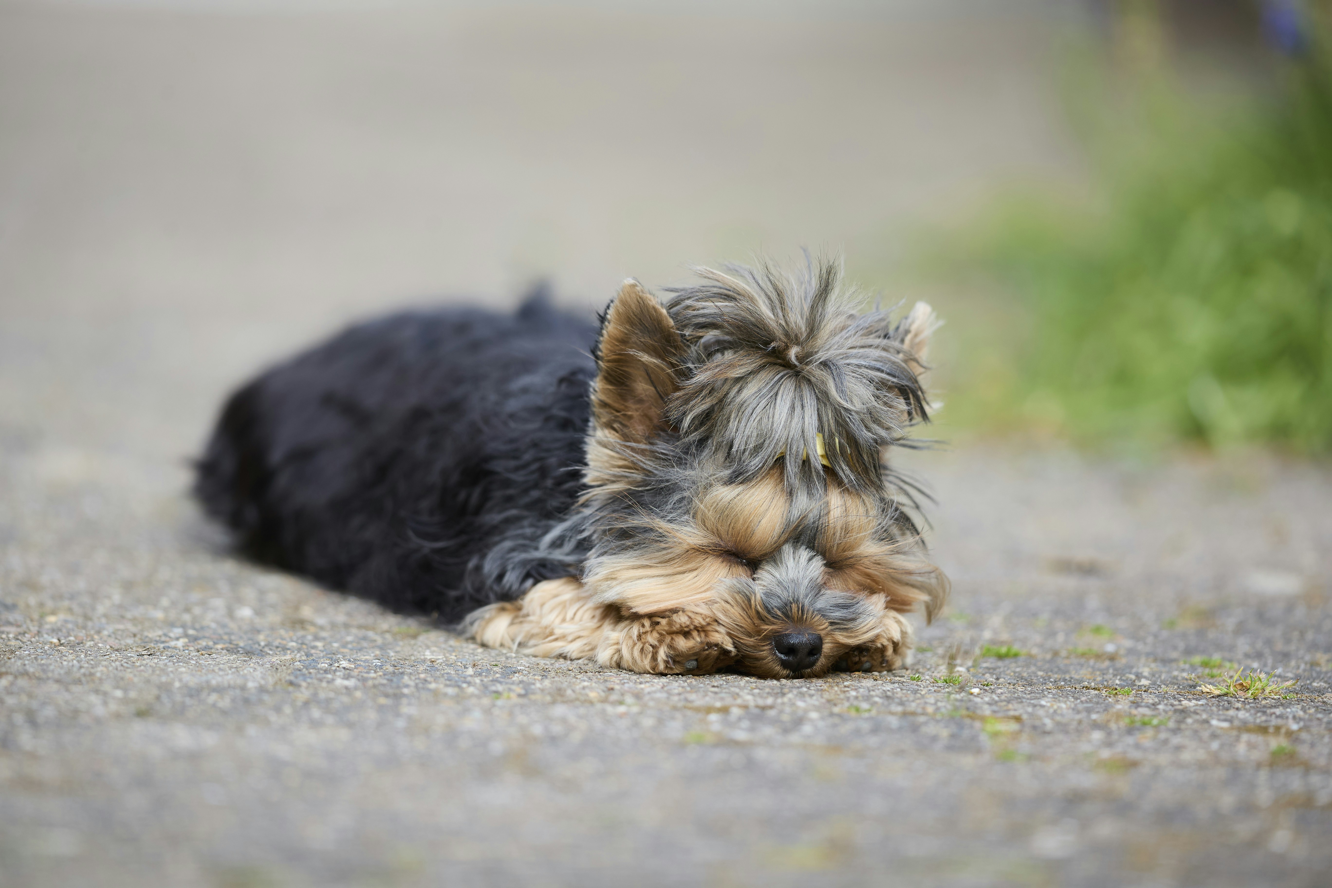 A small yorkshire terrier puppy sleeping on concrete.