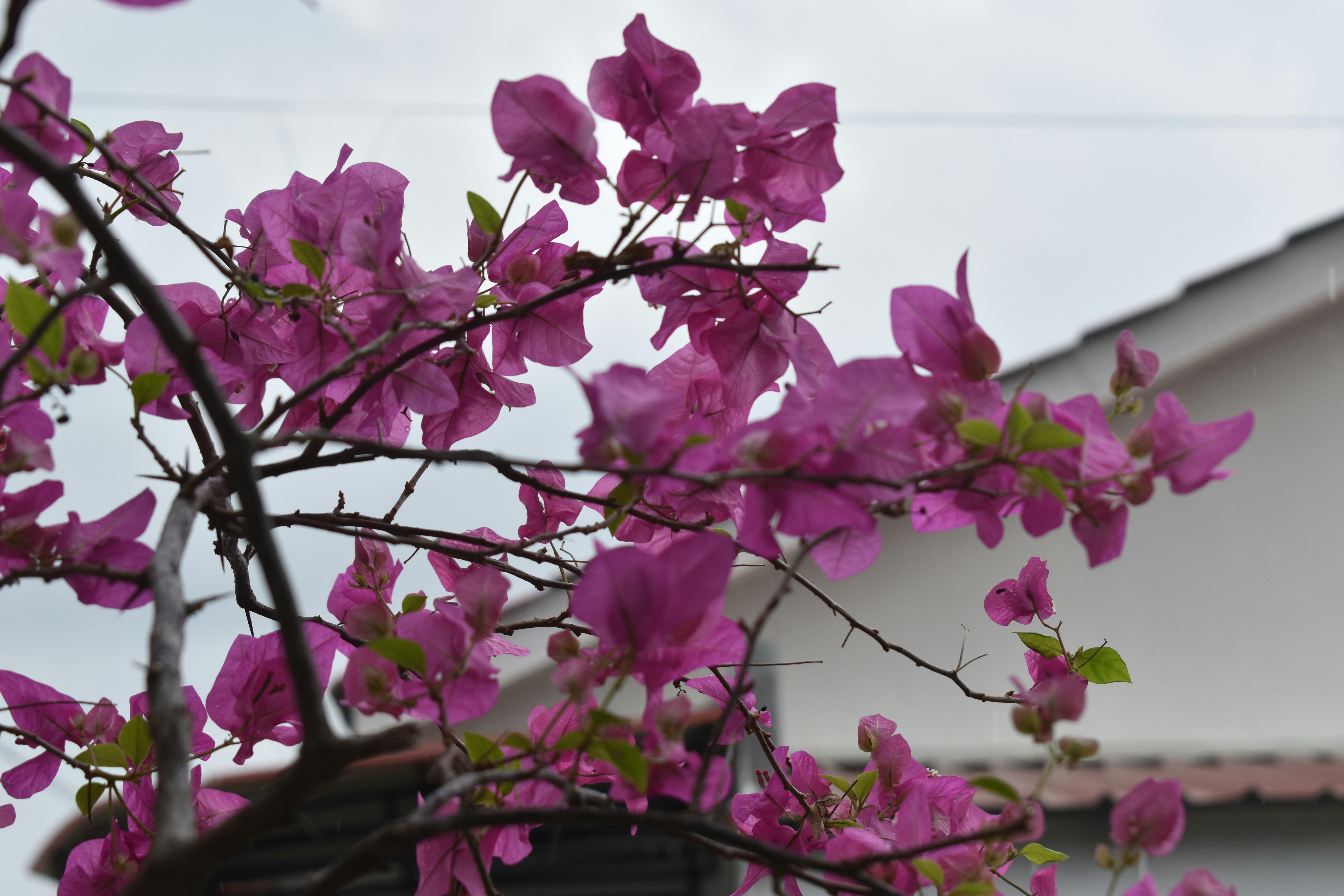 Photo by galeritheday