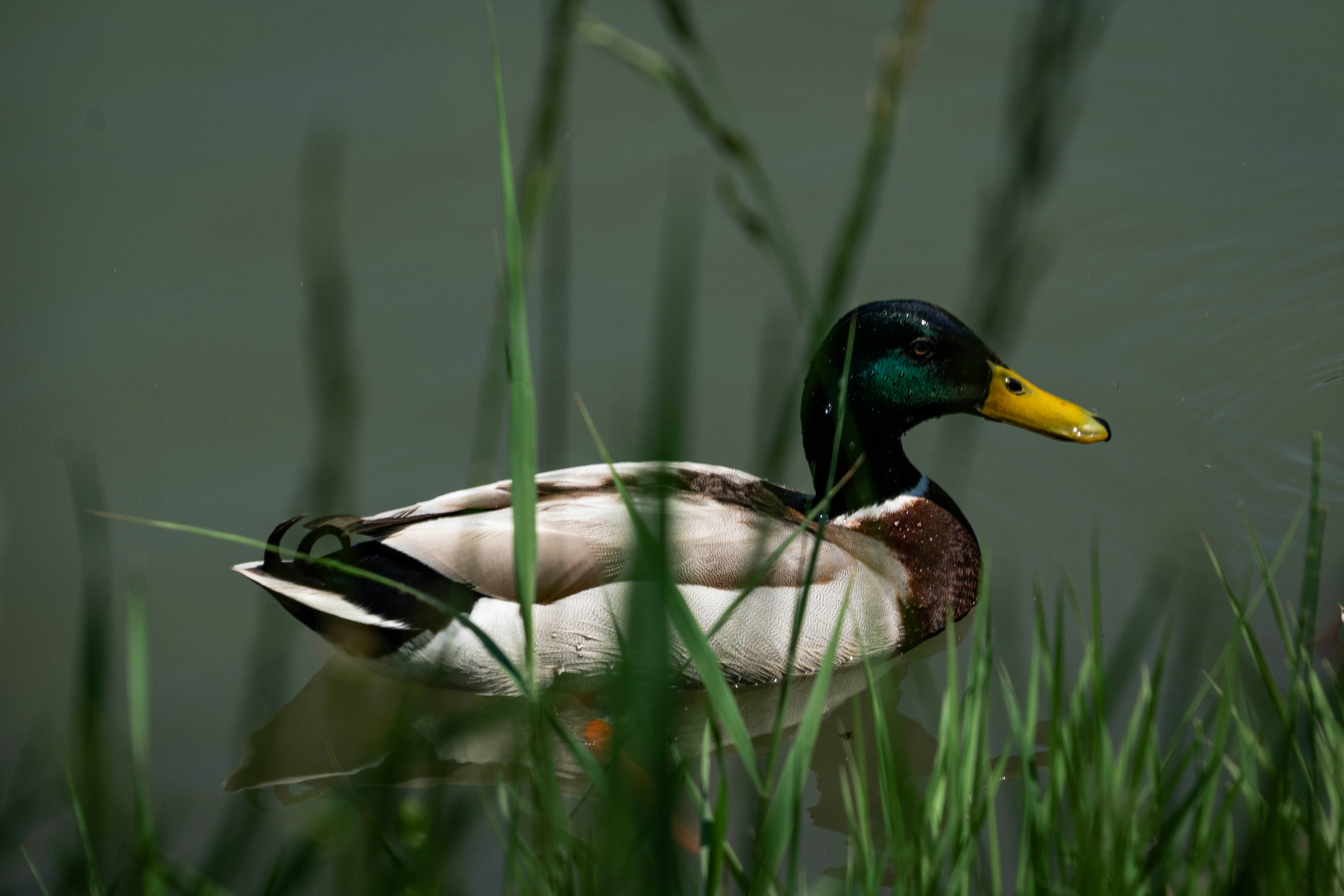 Mallard drake swimming through reeds