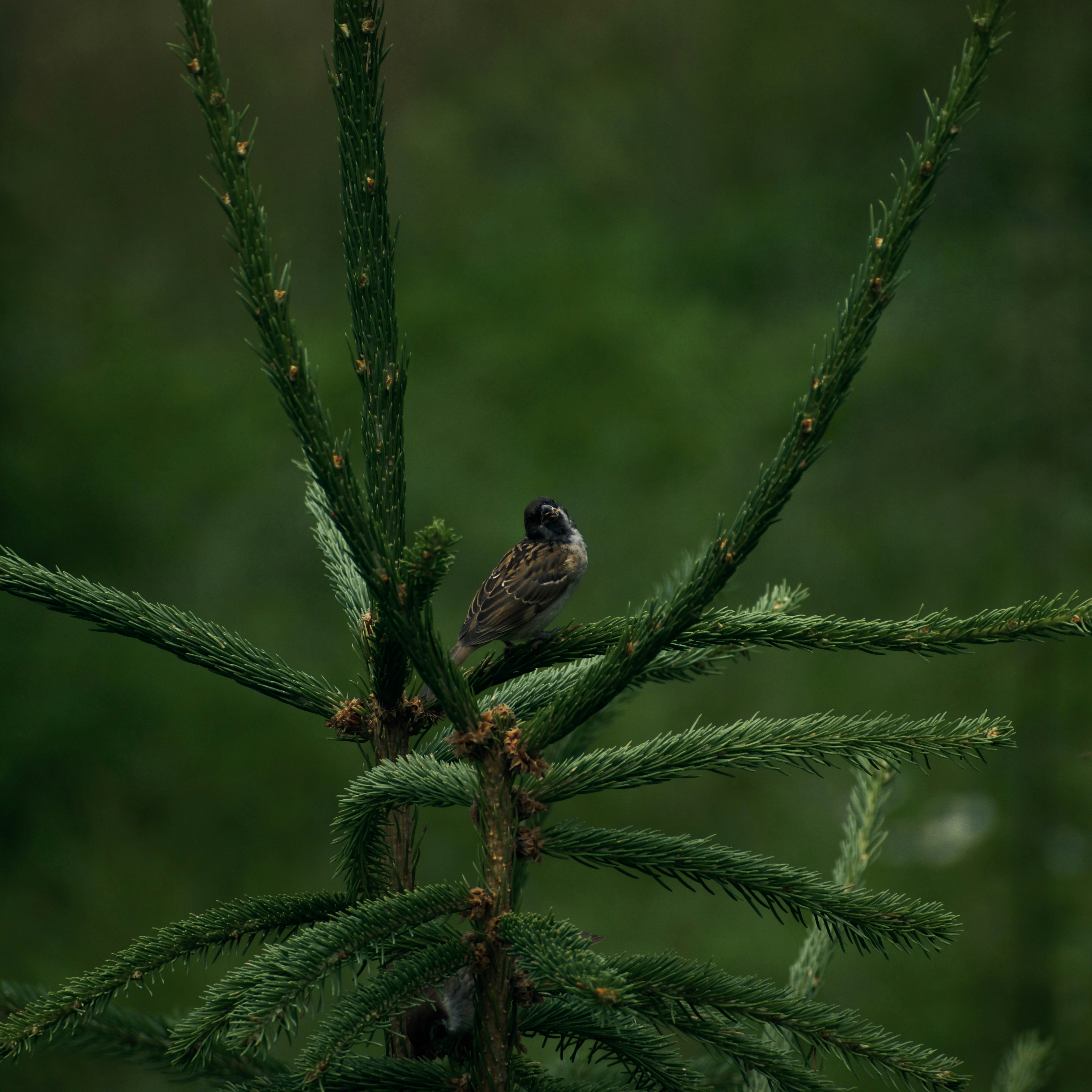 A small bird perched on a green evergreen tree - Free Photo on Unsplash