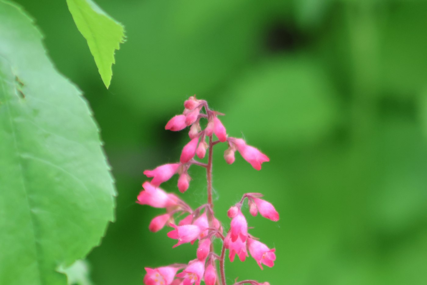 Tiny pink bell-shaped heuchera flowers on a stem