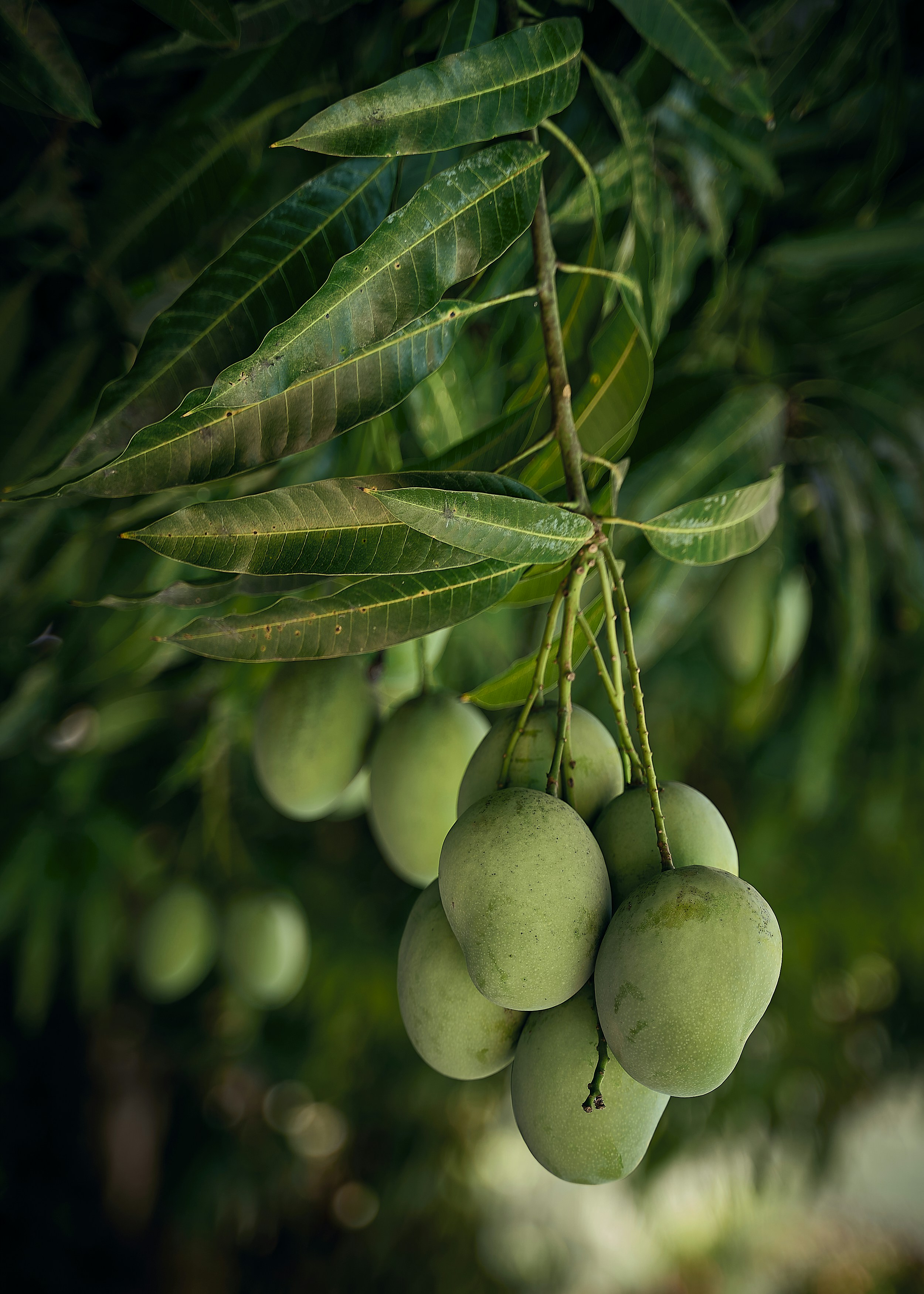 Mango plantation