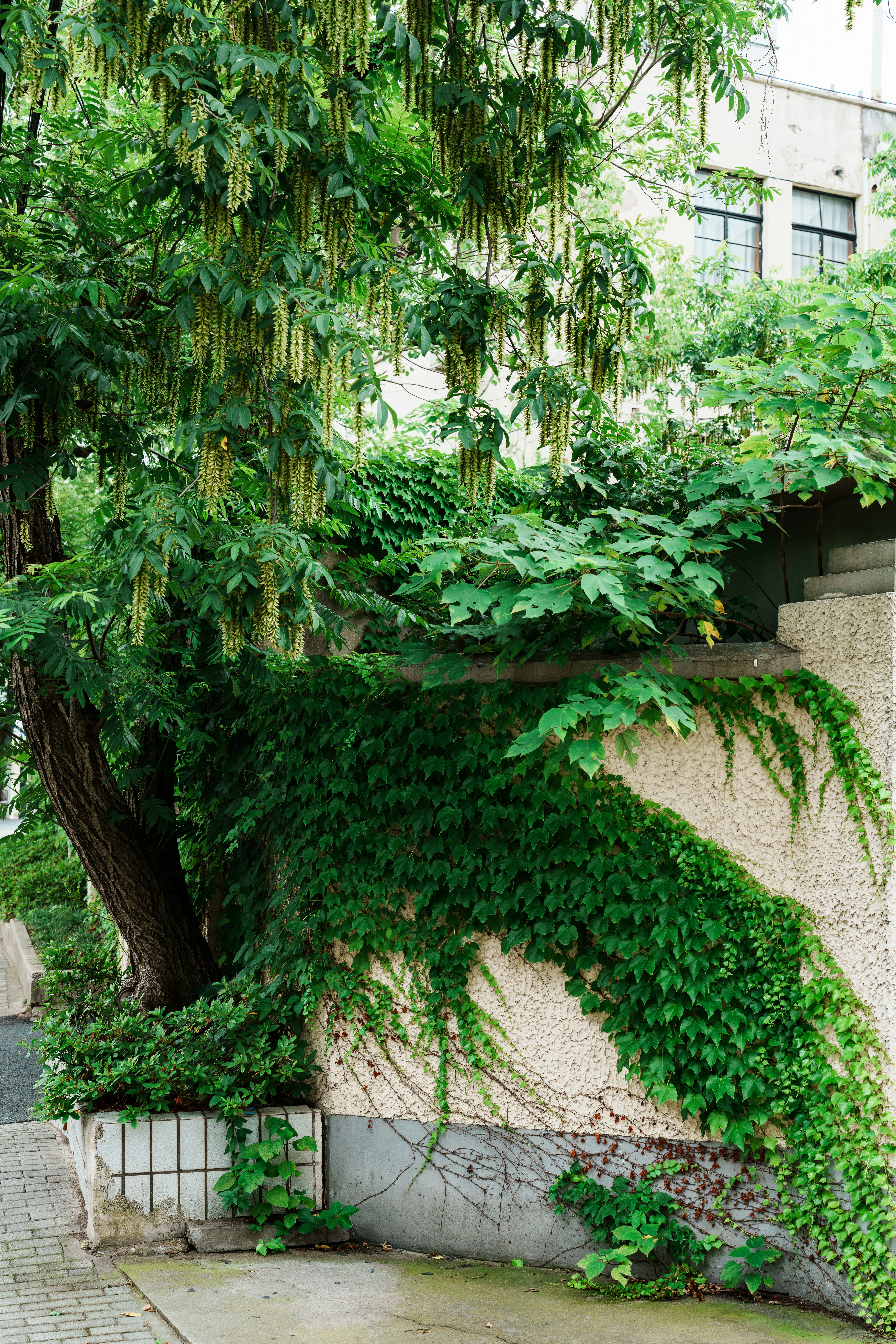 Muro coperto di edera e un albero con lunghi spettacoli verdi.