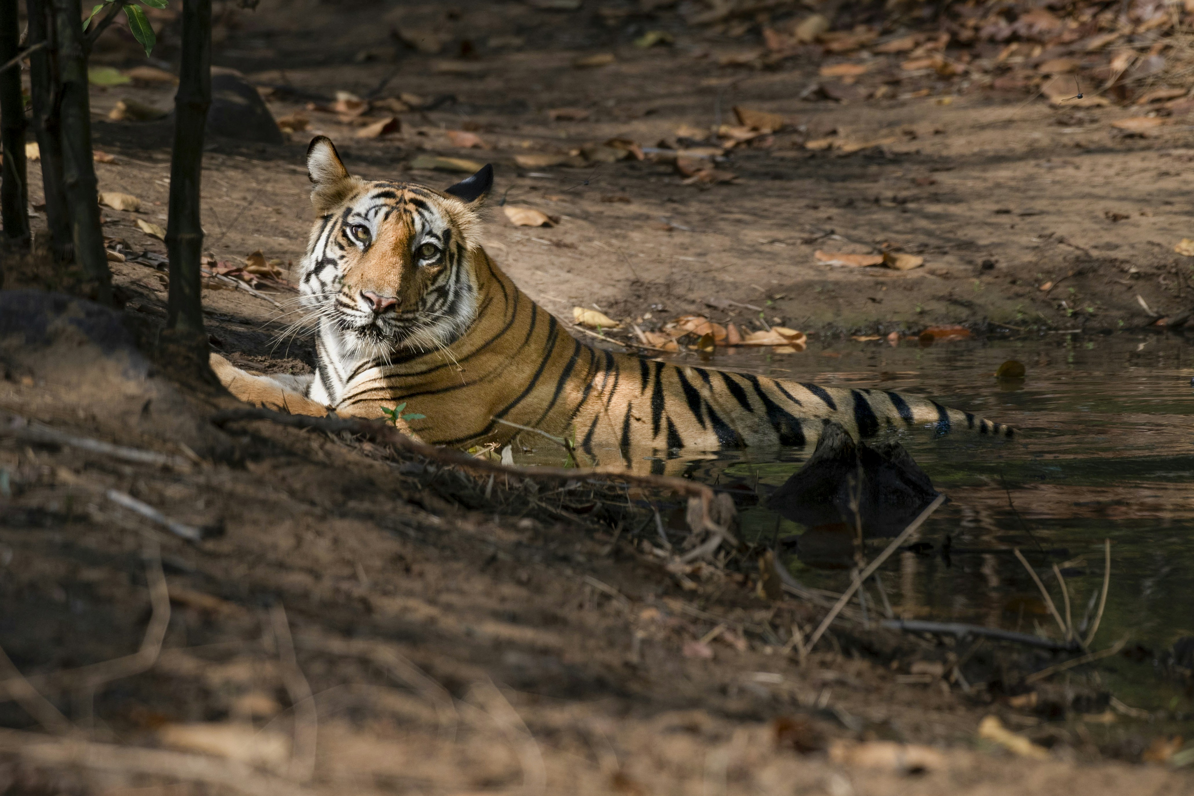 Royal Bengal Tiger Cooling Off in a Waterhole at Bandhavgarh