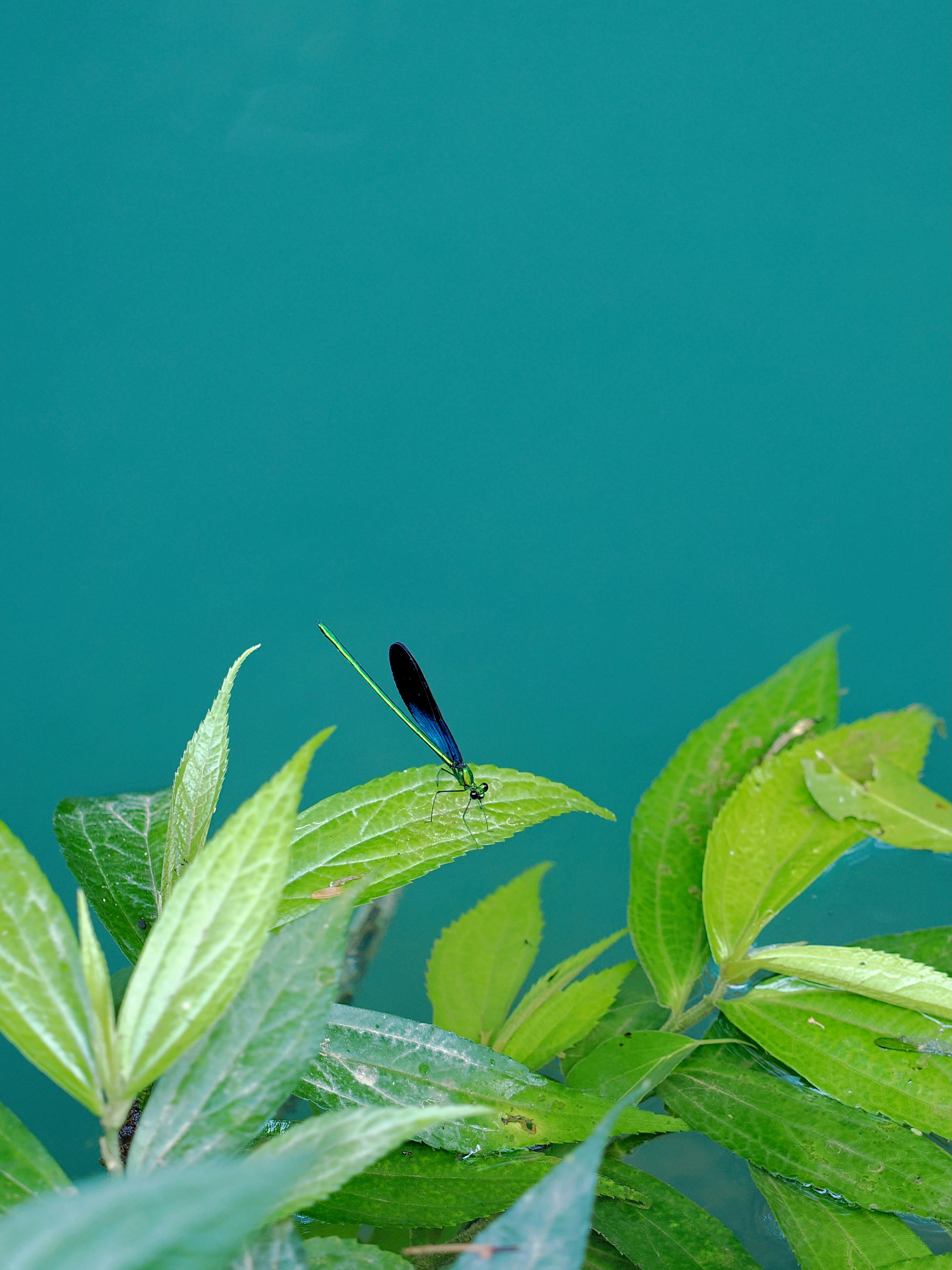 A blue damselfly rests on green leaves above turquoise water. photo ...