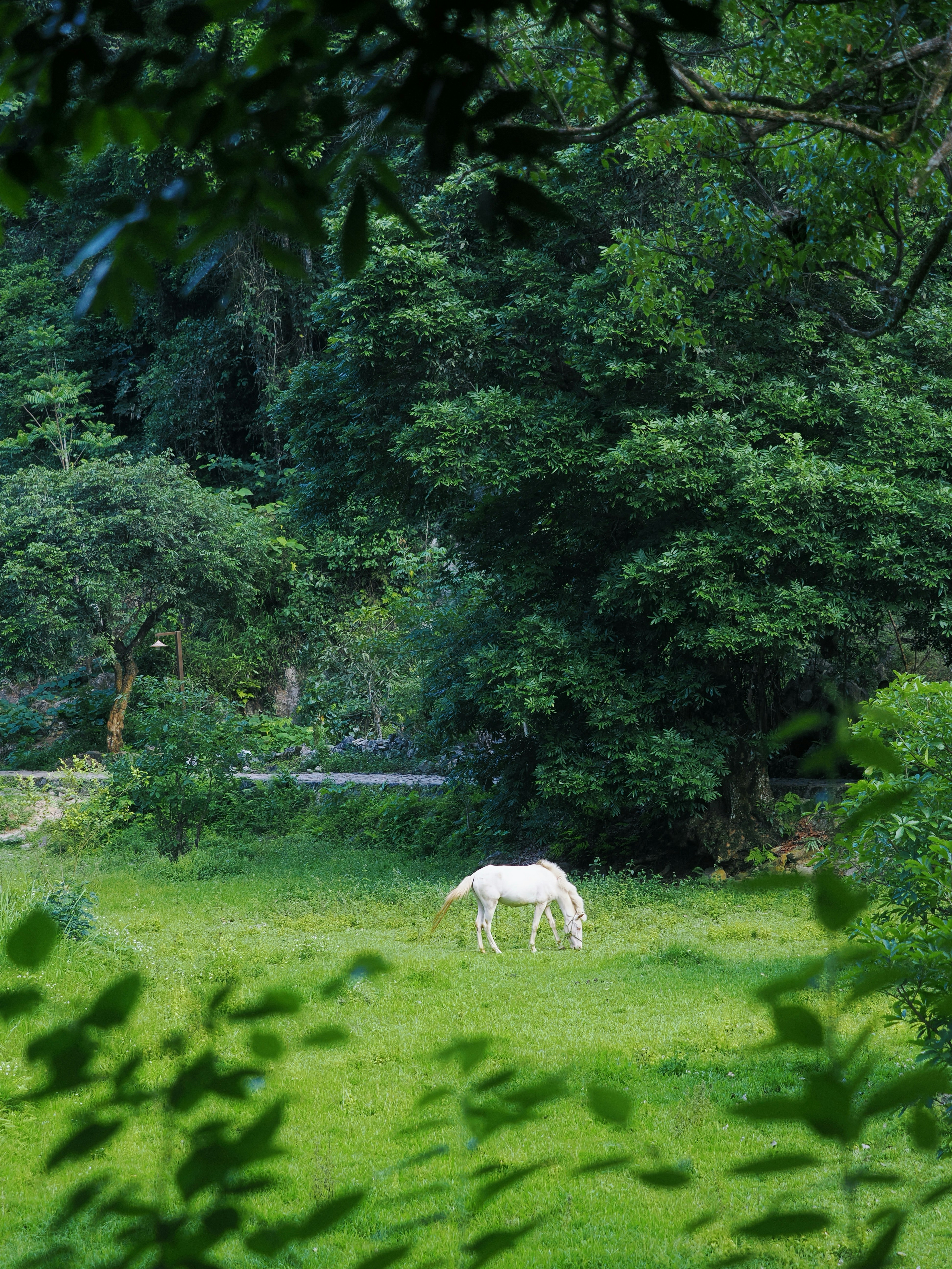 A white horse grazes in a vibrant green field.