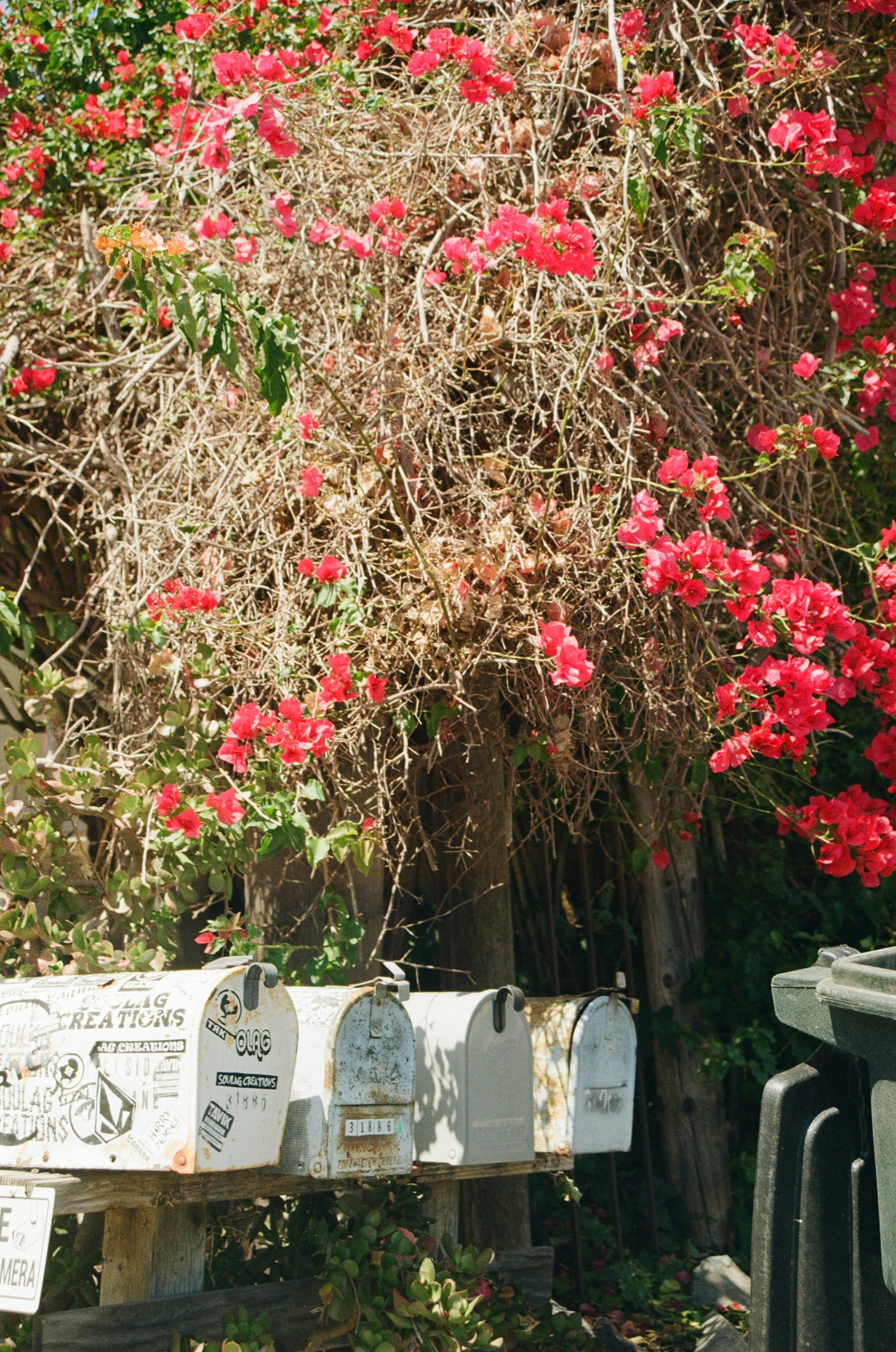 Four mailboxes under vibrant red bougainvillea flowers.