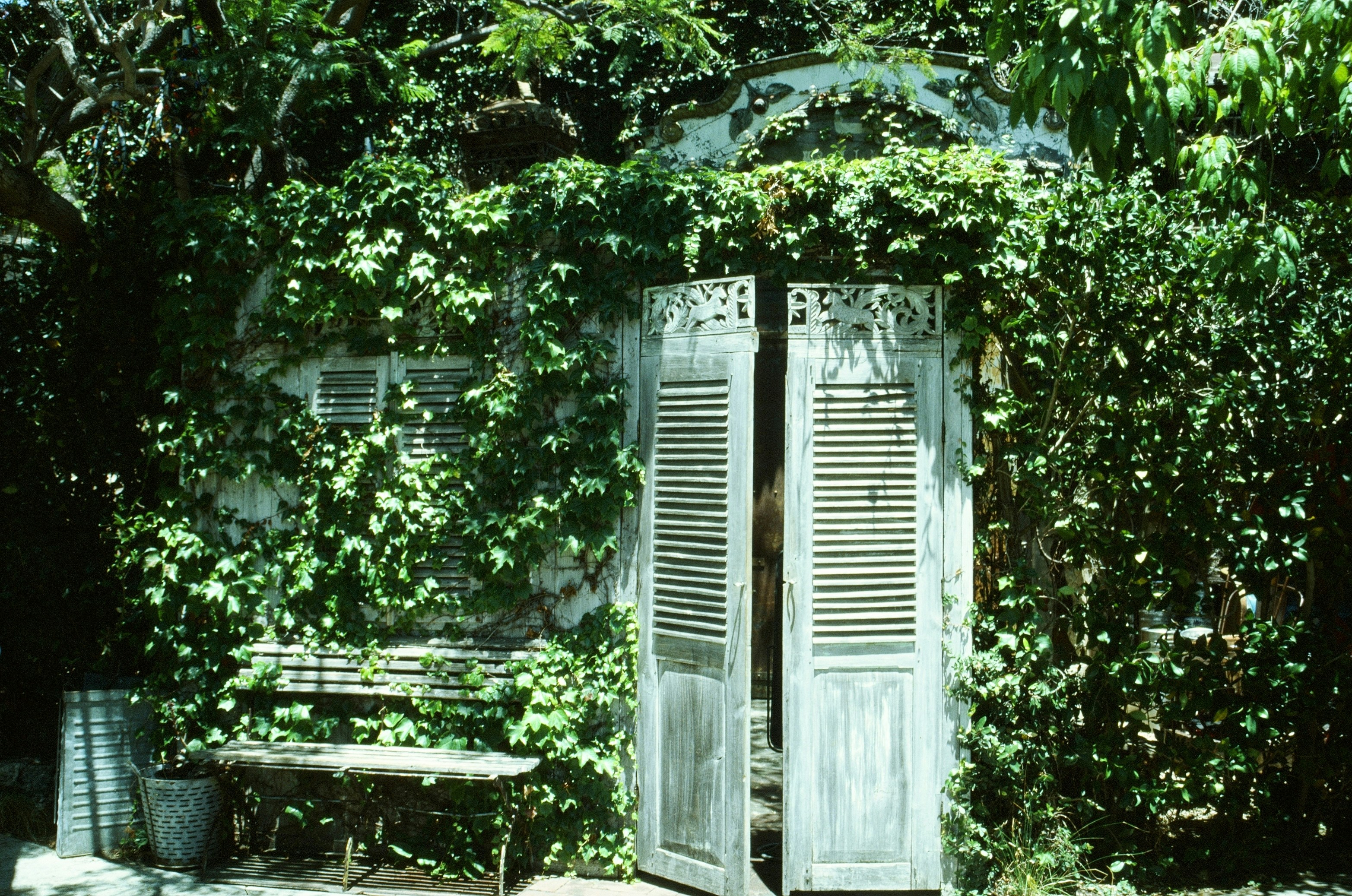 Weathered wooden door and bench covered in green vines.