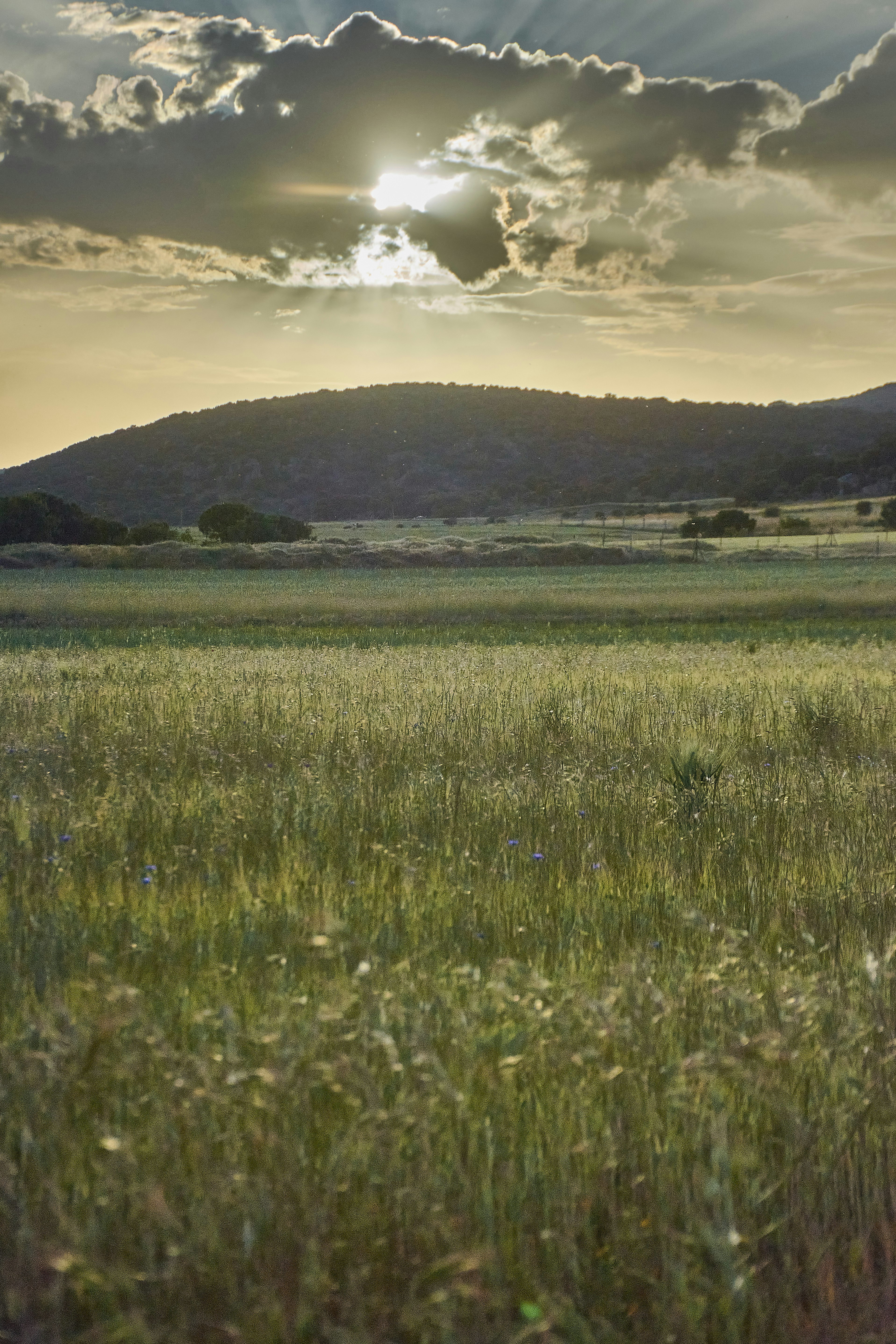 Campo verde y frondoso bajo un cielo nublado con rayos de sol.