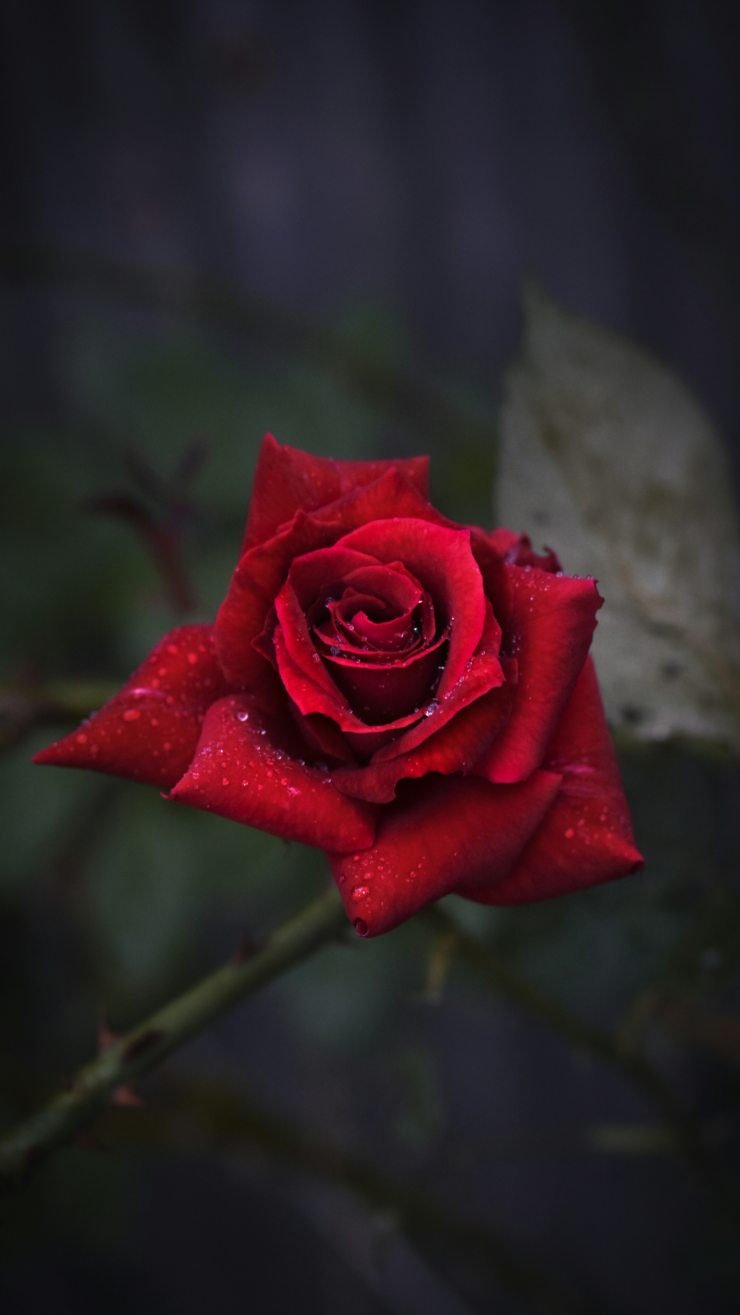 Photo by lmohdsel