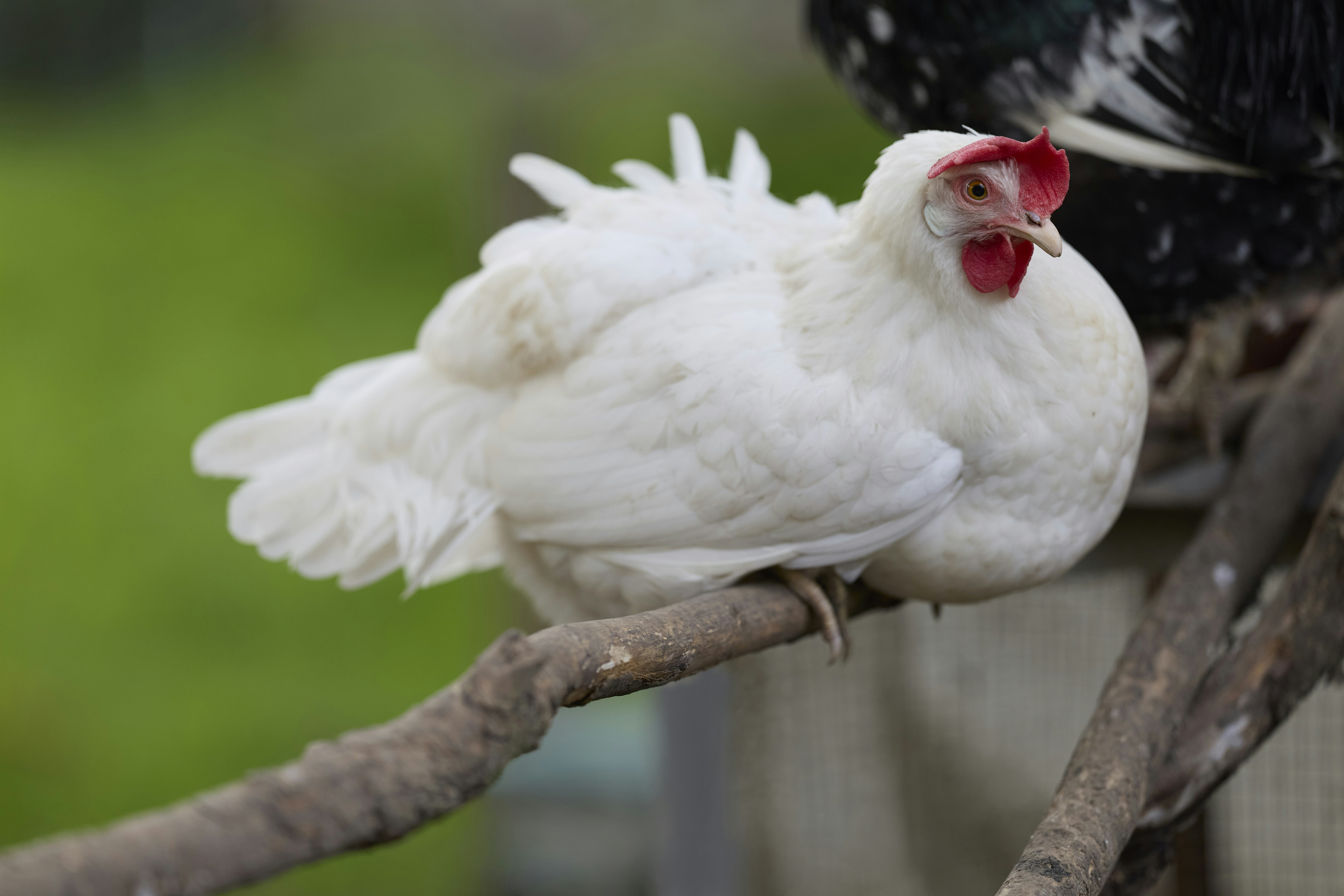 Afbeelding van Roost (Bissen)