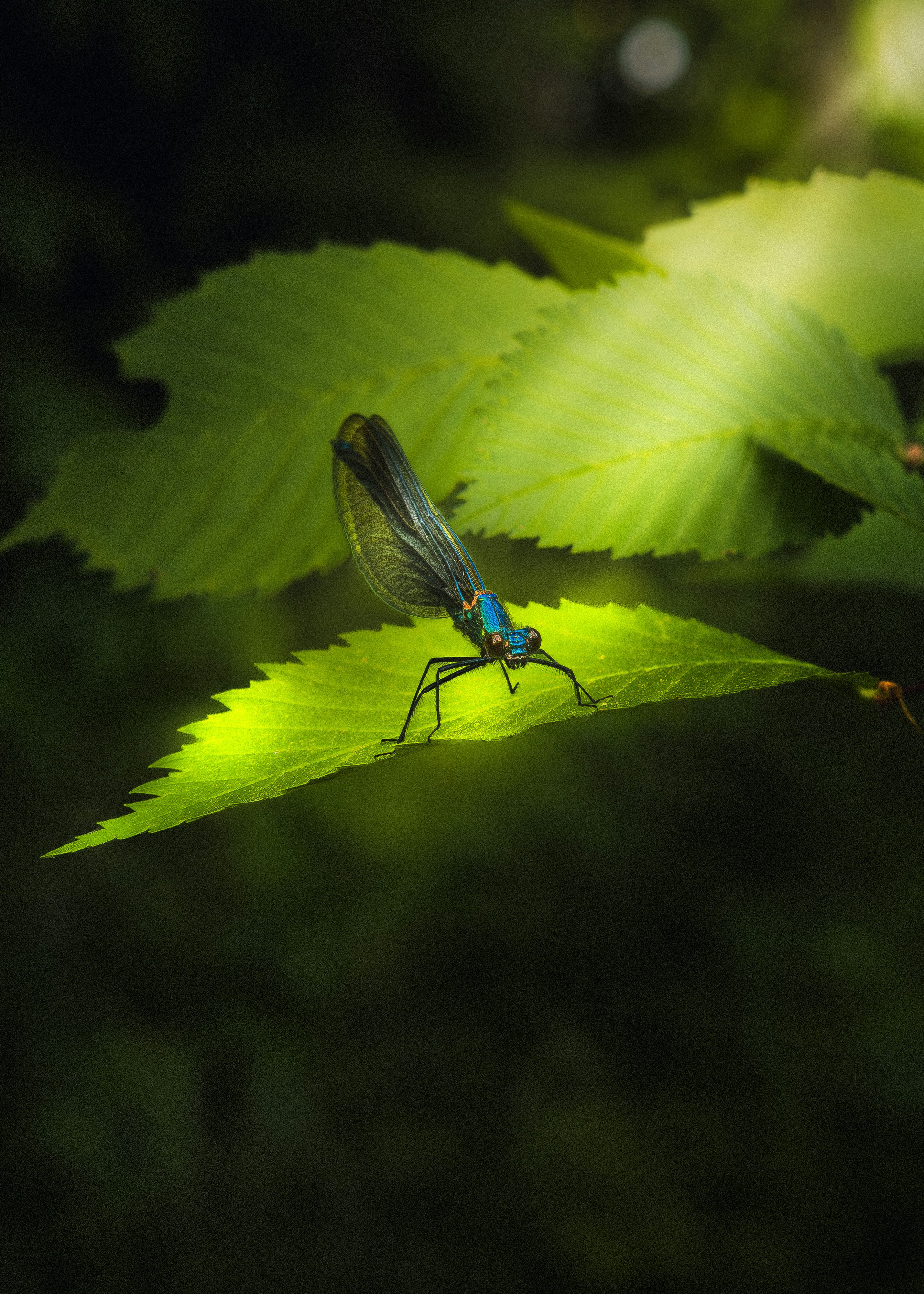 Damselfly on a leaf