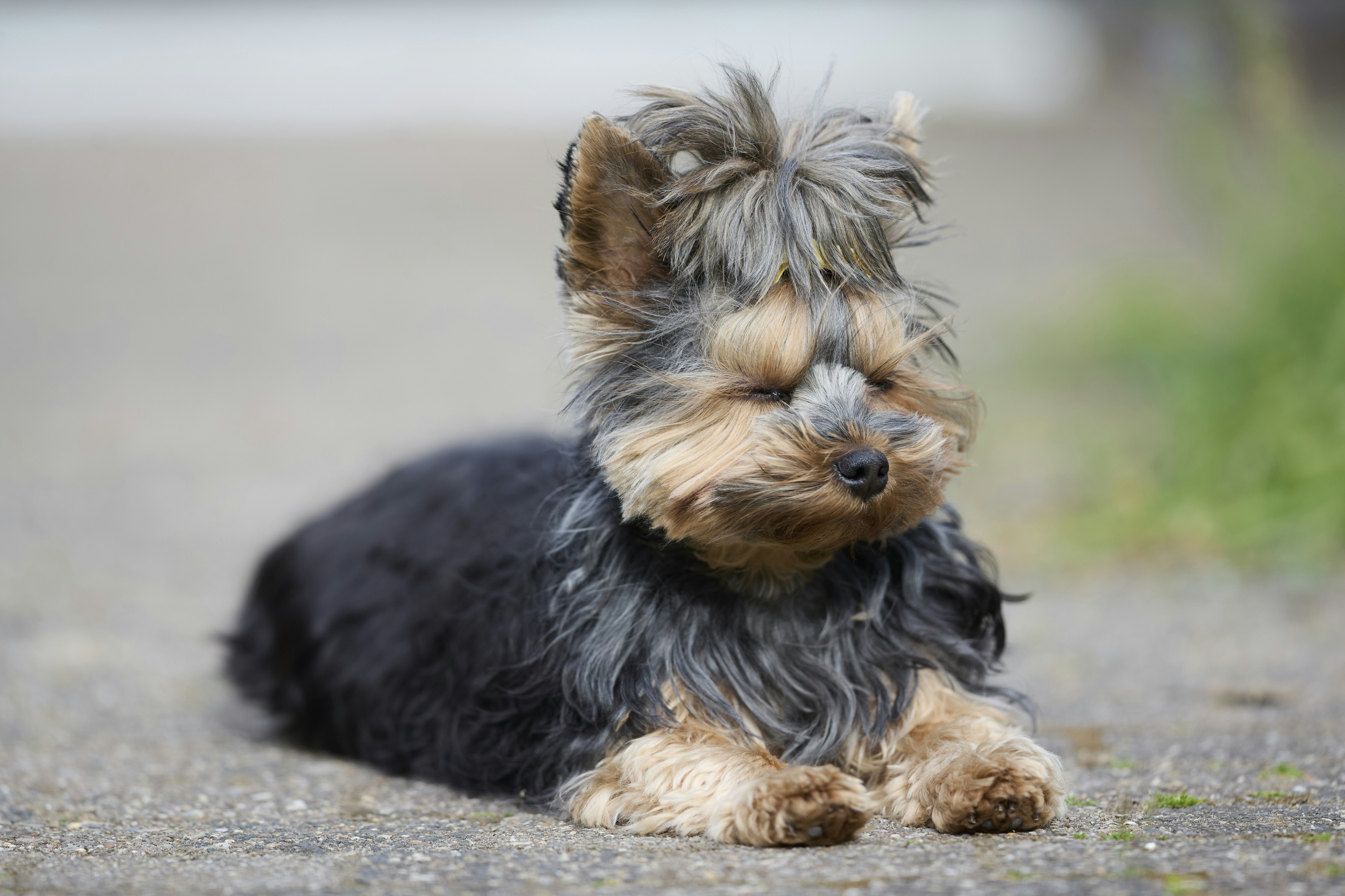 A small yorkshire terrier dog lying on the ground.