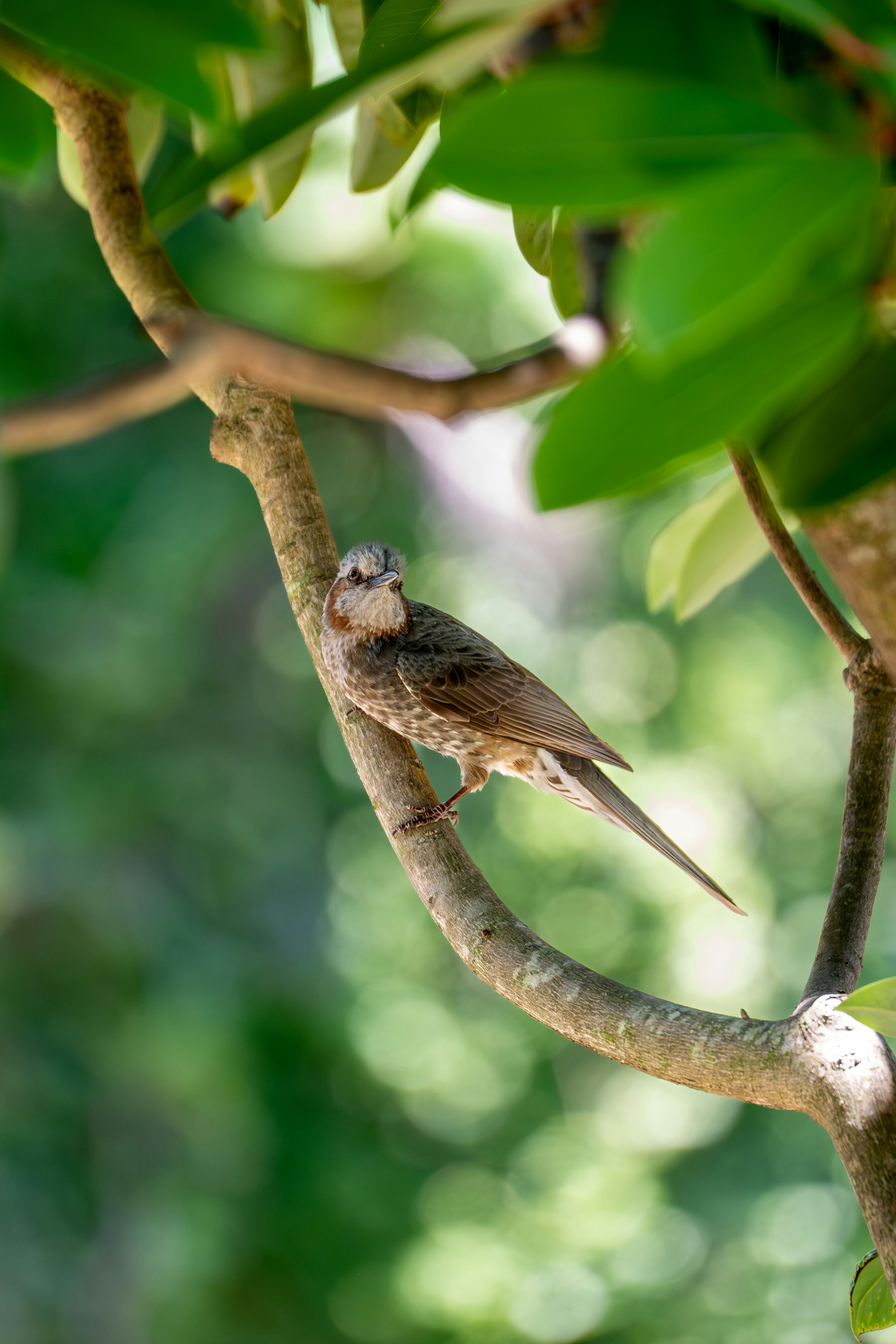 A small brown bird perched on a tree branch
