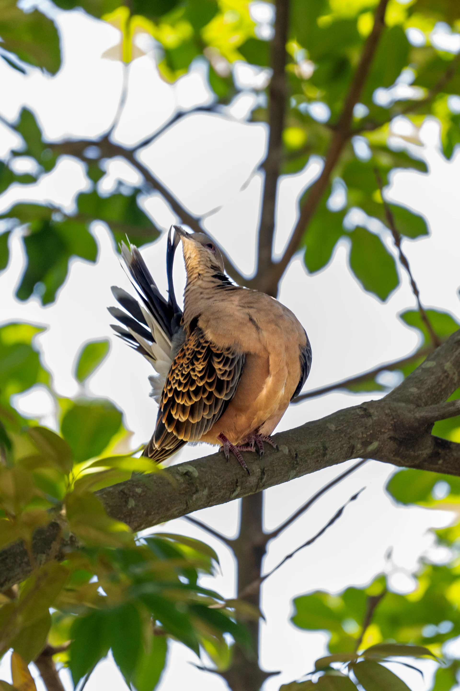 Spotted dove perching on a tree branch with green leaves.