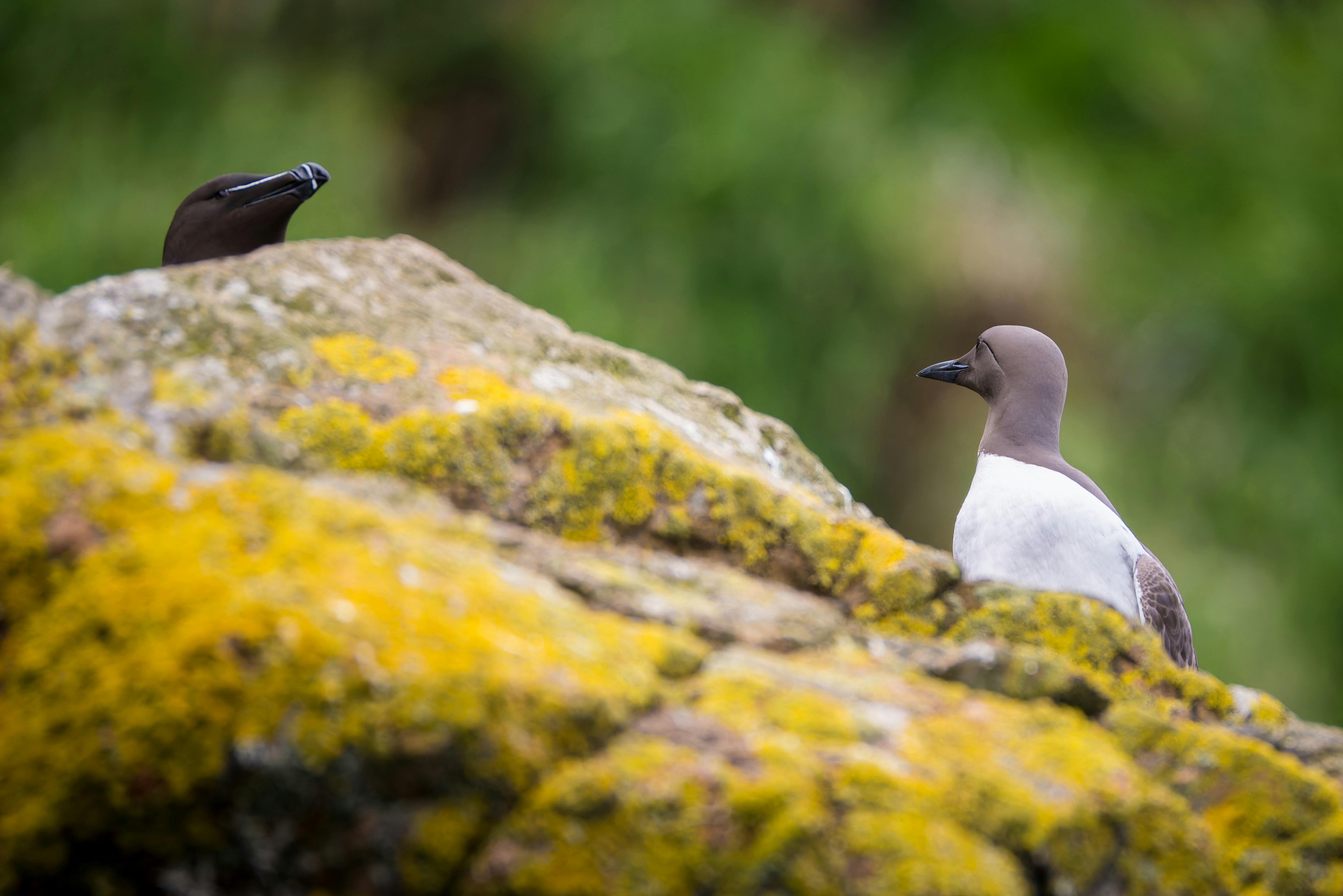 Deux oiseaux sur un rocher couvert de mousse.