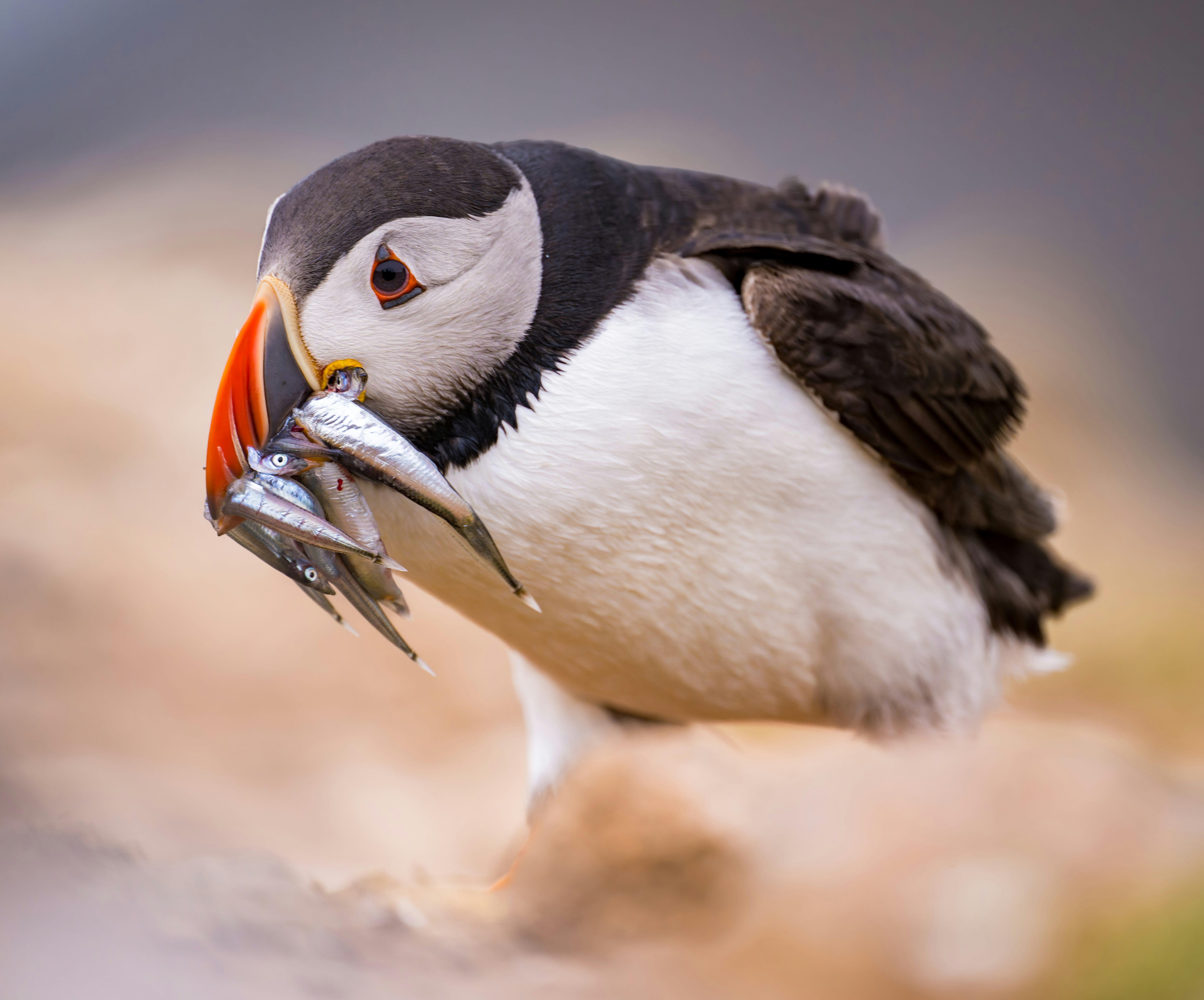 An atlantic puffin holds a beakful of small fish.